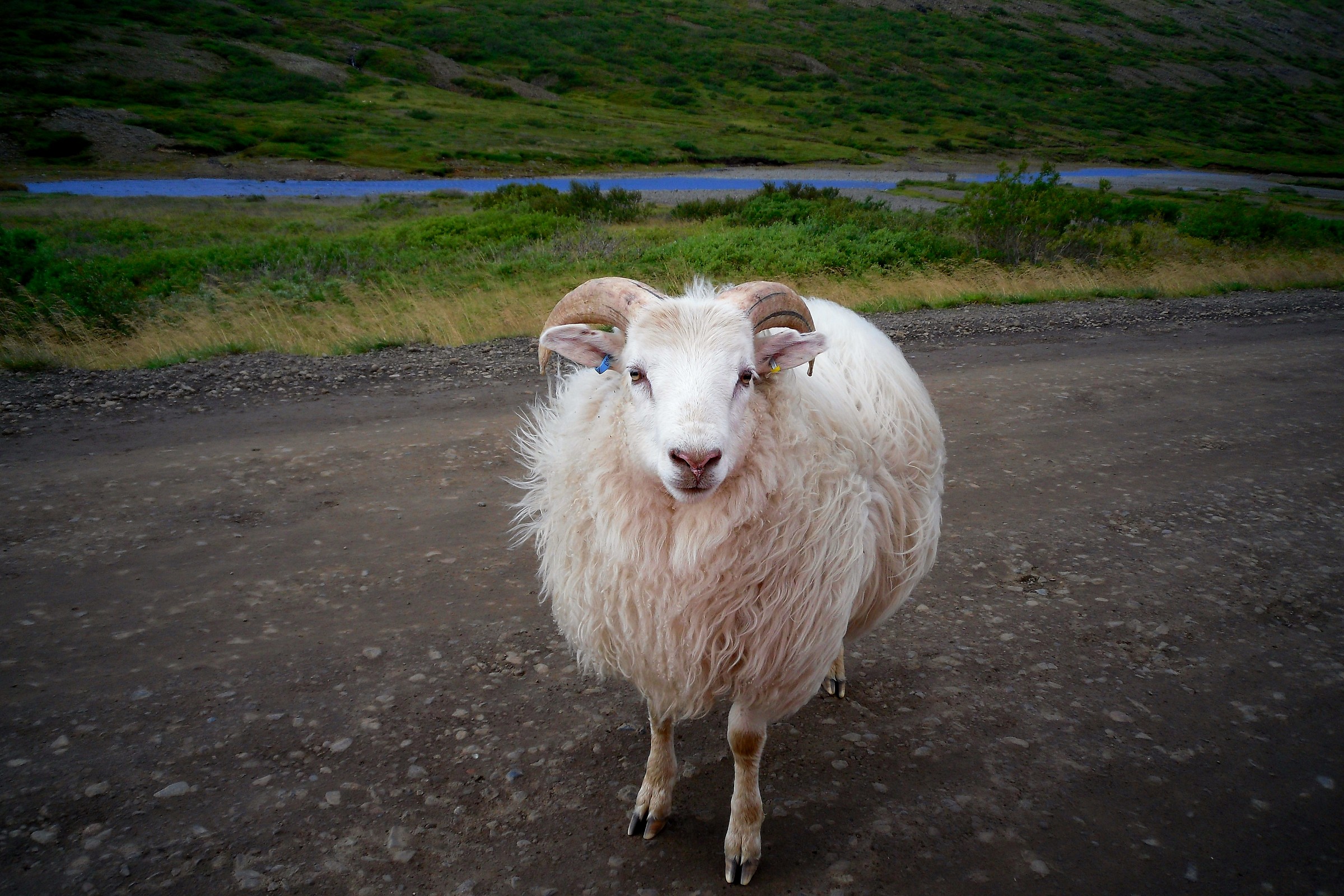 One of the many sheep