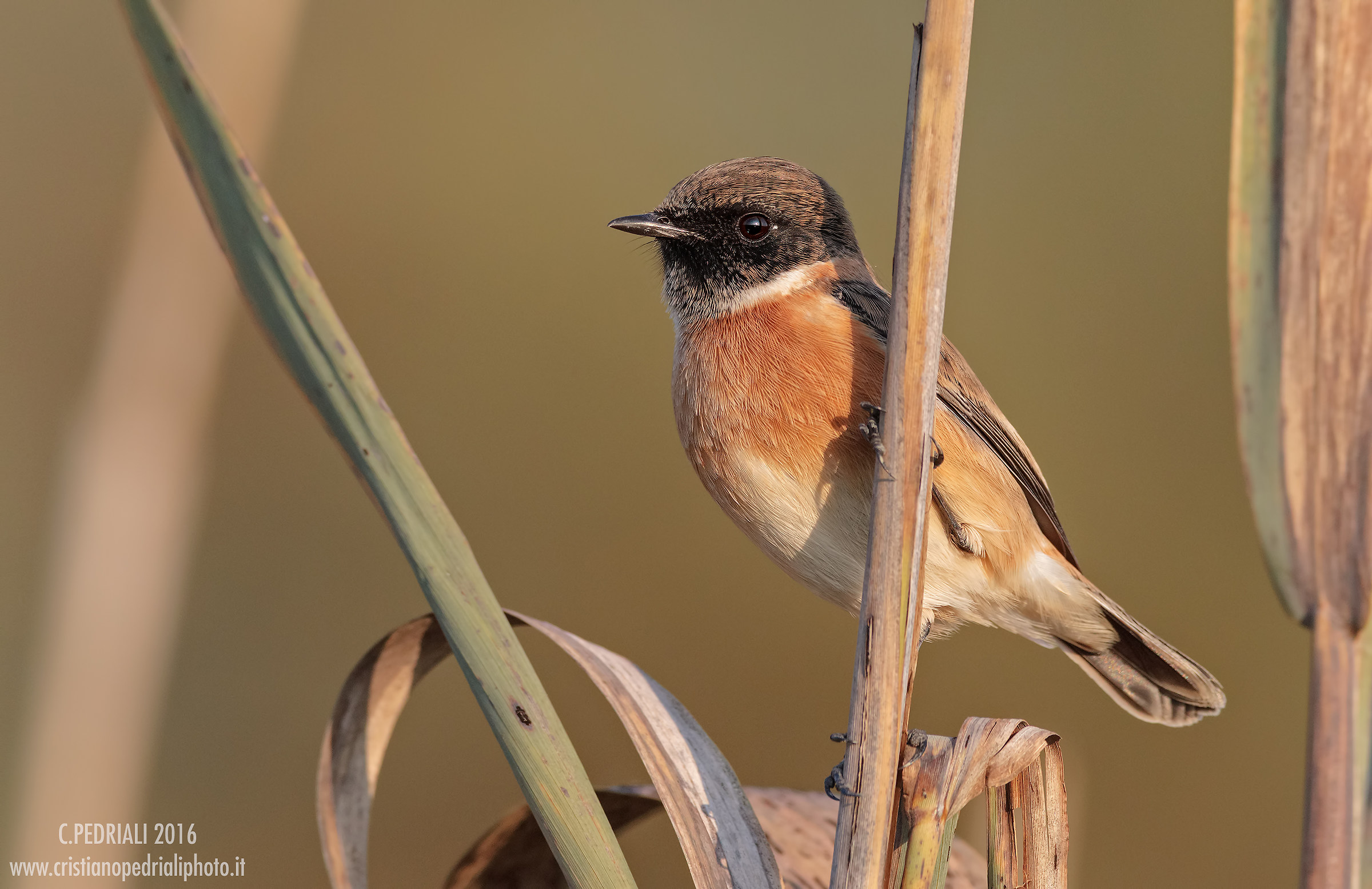 Stonechat male and last light ..