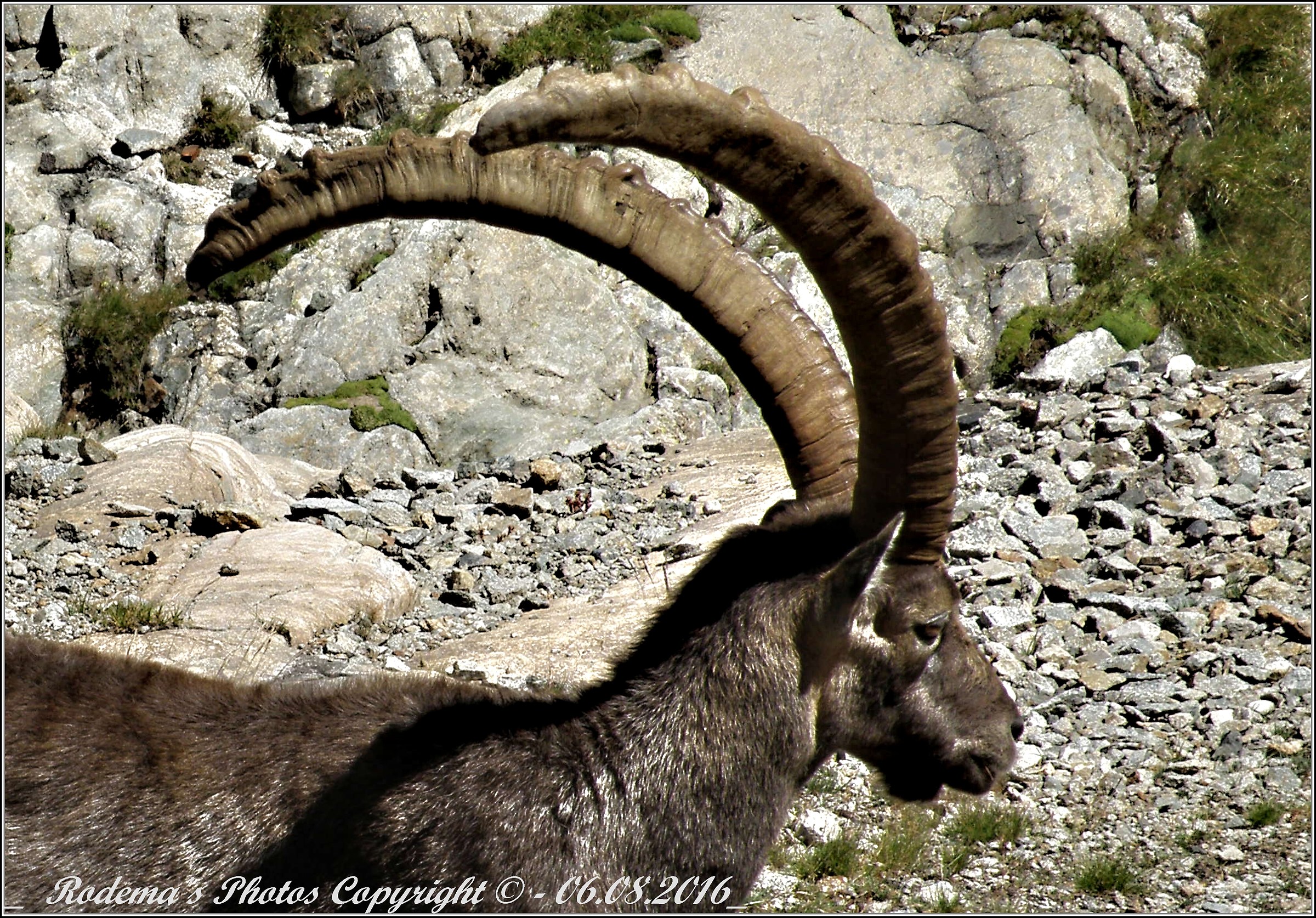 Ibex male