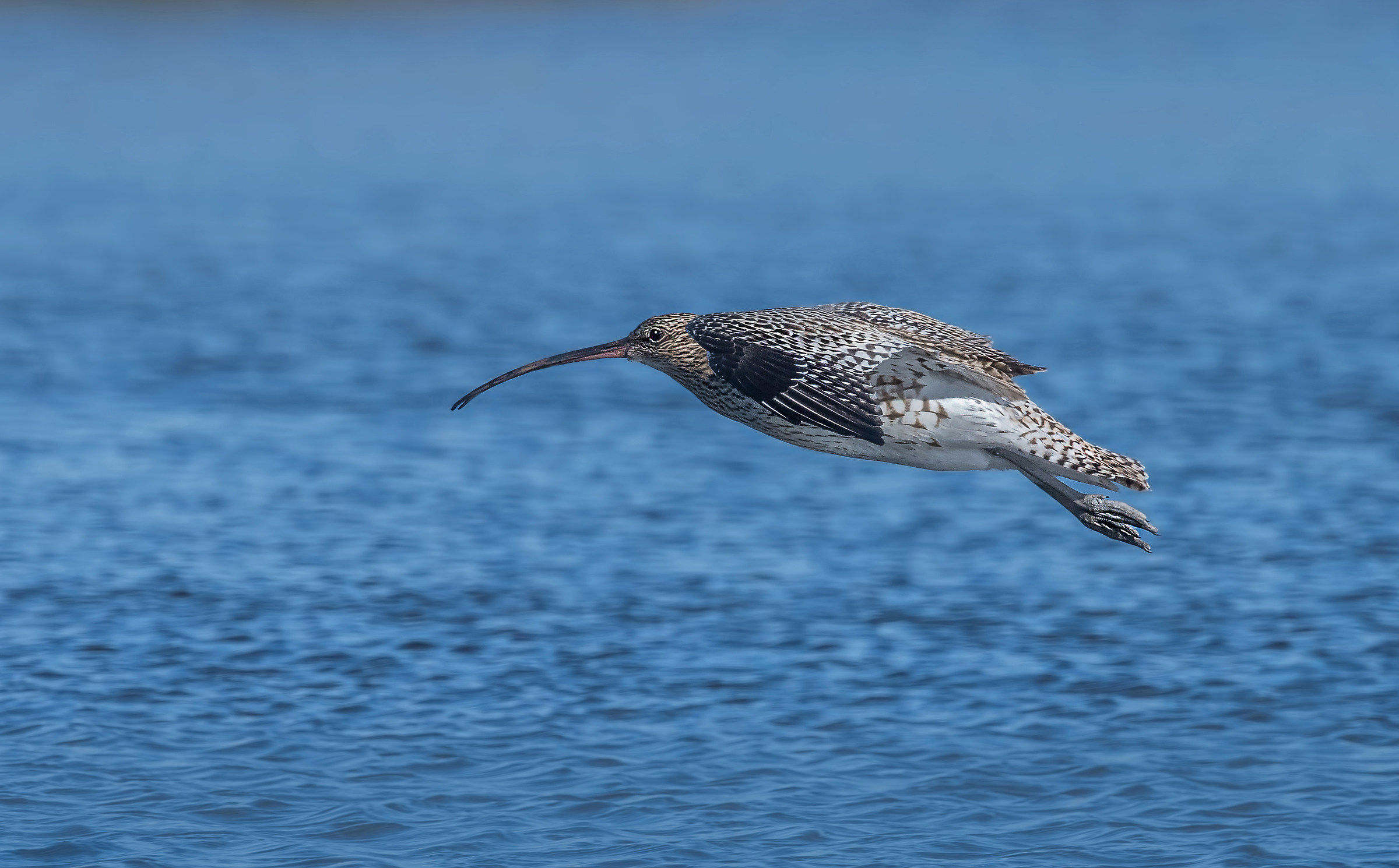 curlew