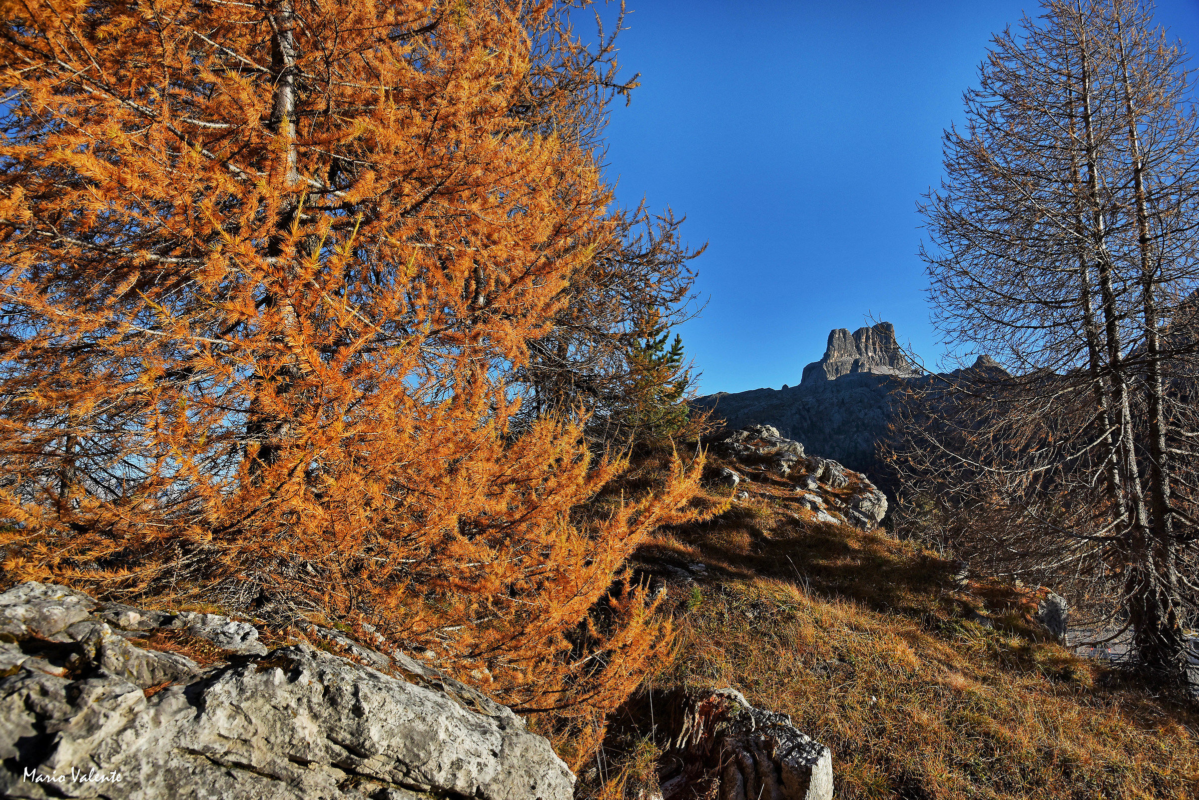 Il larice e l'Averau