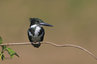 Chloroceryle amazona