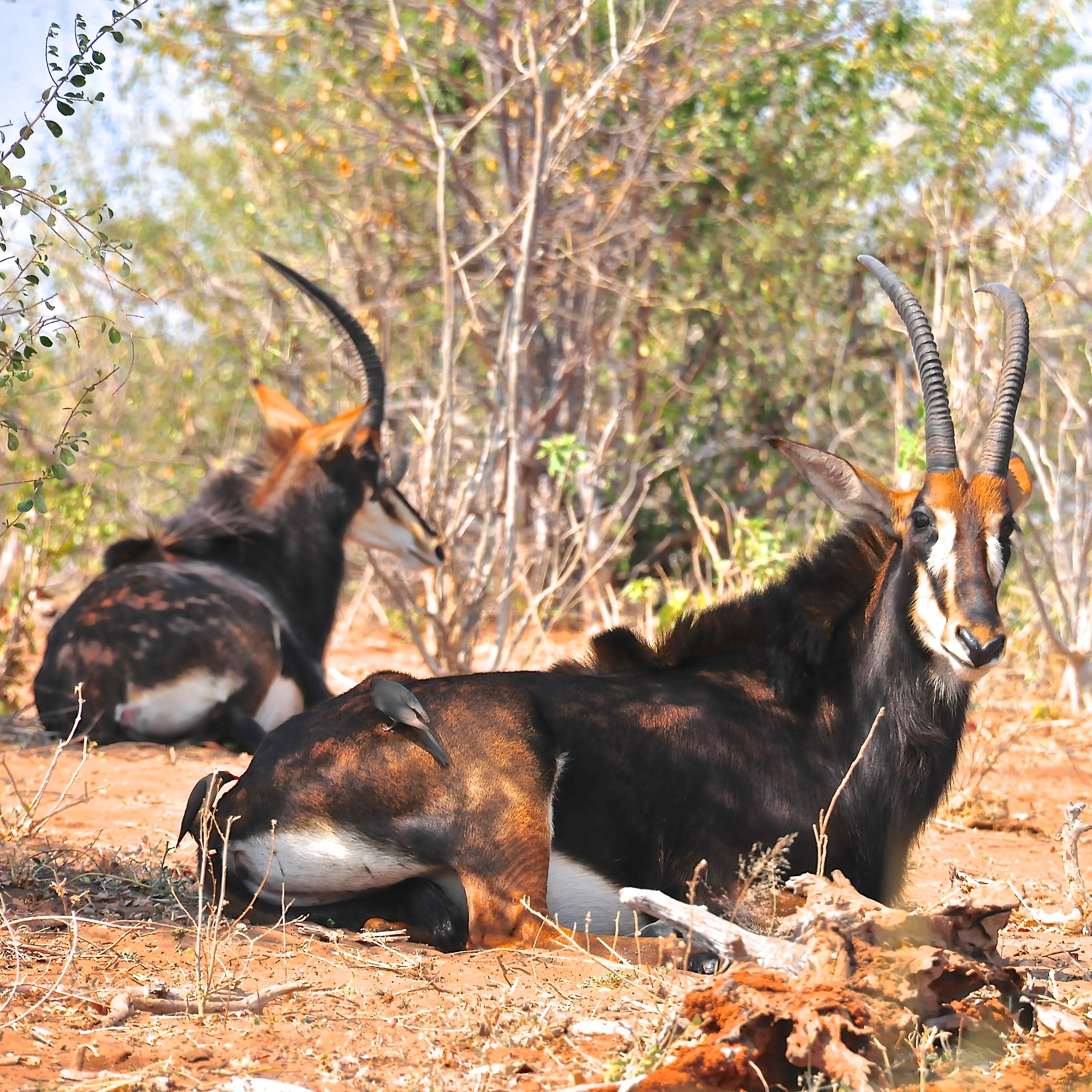 antilope nera (femmina) parco nazionale del chobe  bots