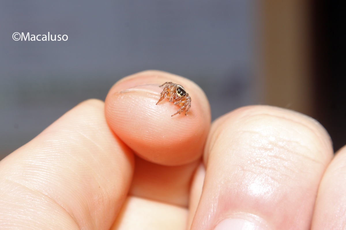 evarcha jucunda (femmina)  dimensioni 8-9mm