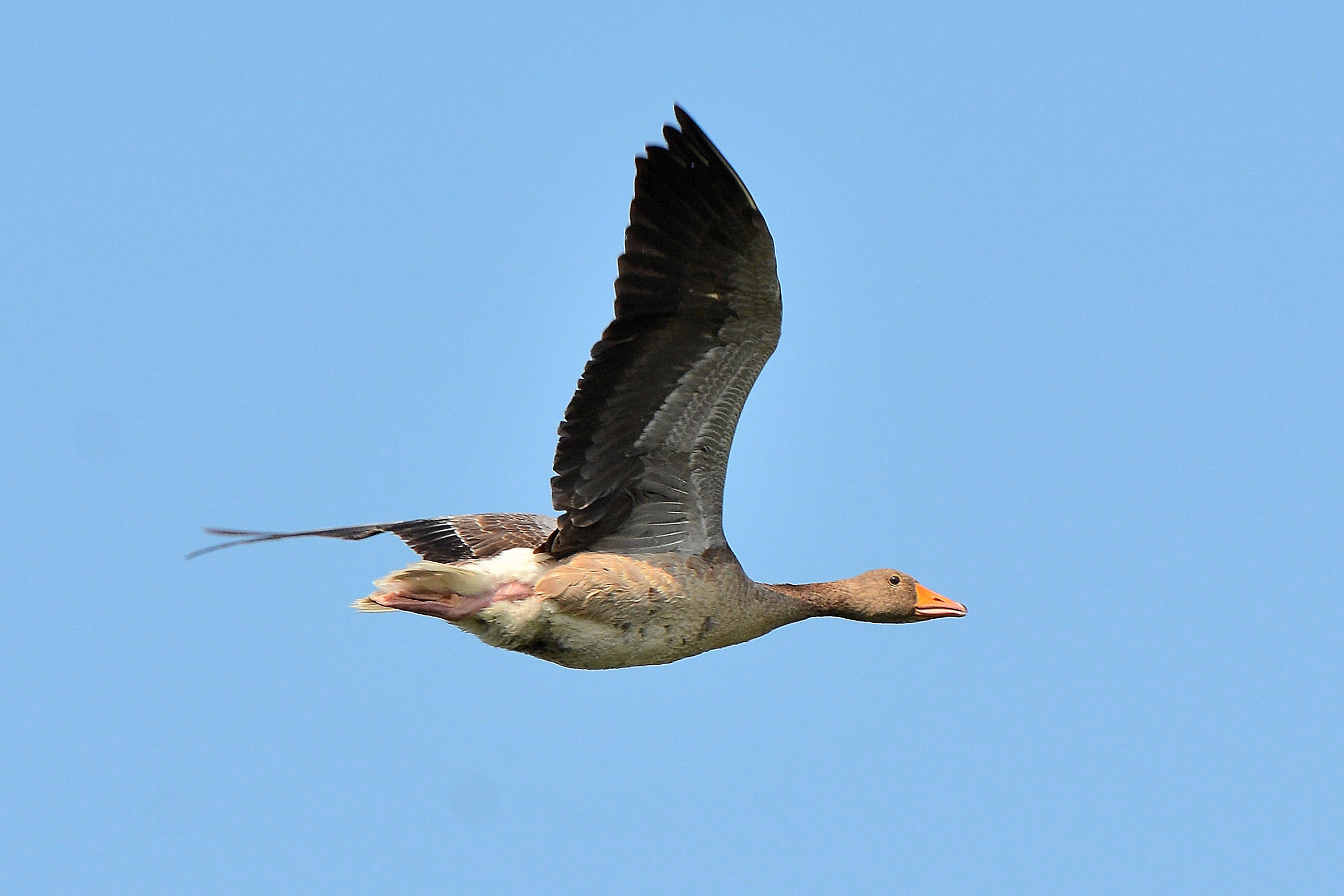 Greylag goose