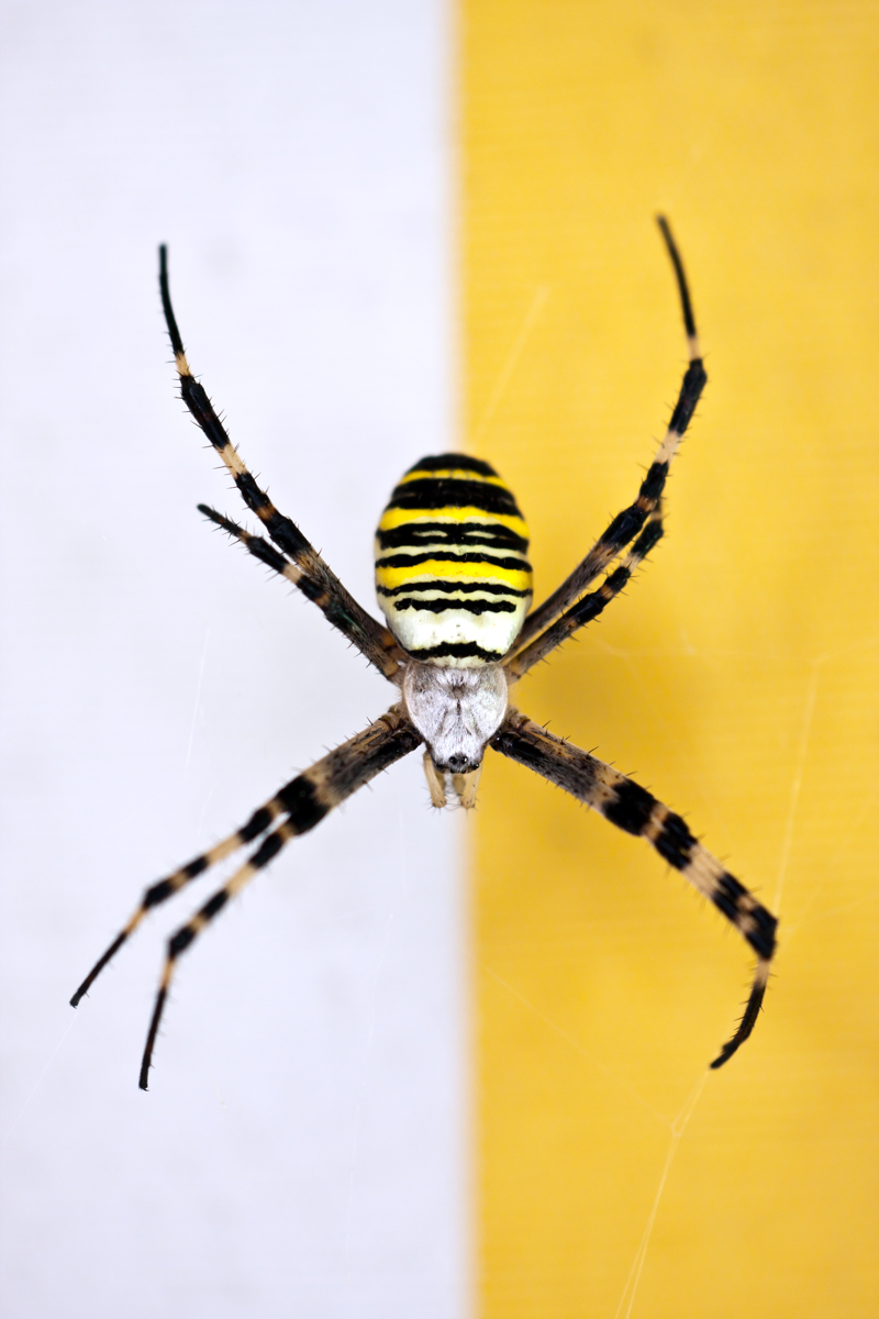 Argiope