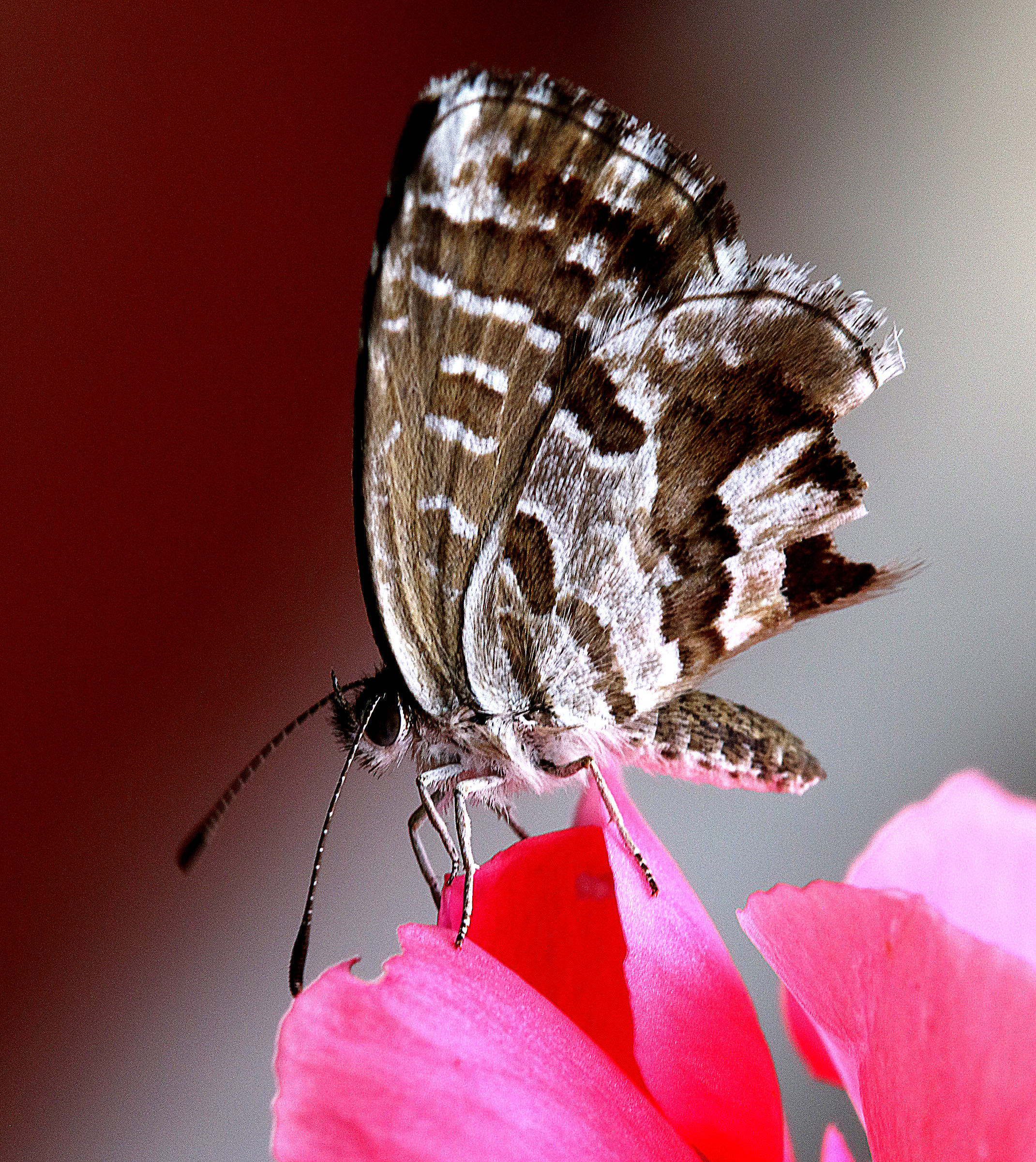 Butterfly on pink.