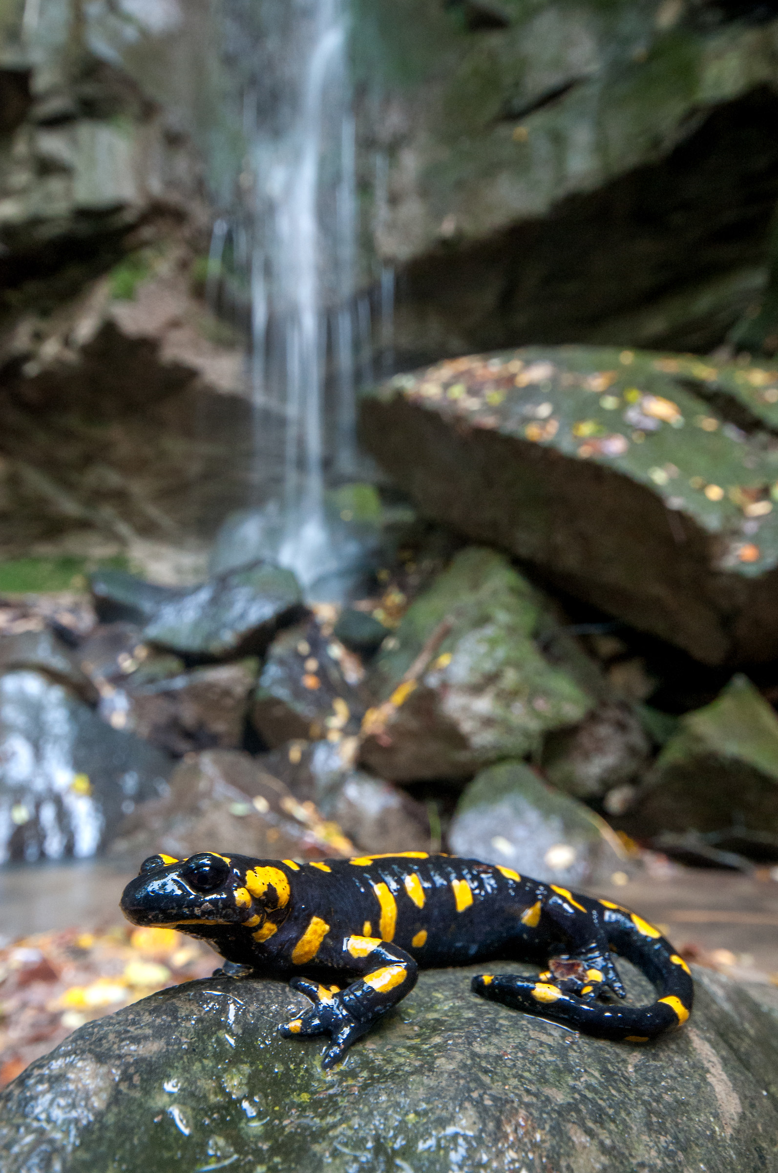salamander