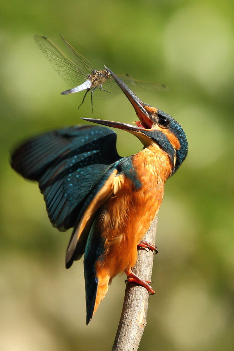 overflight dangerous one