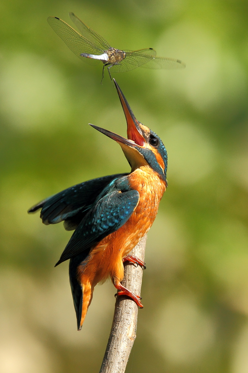 sorvolo pericoloso 2