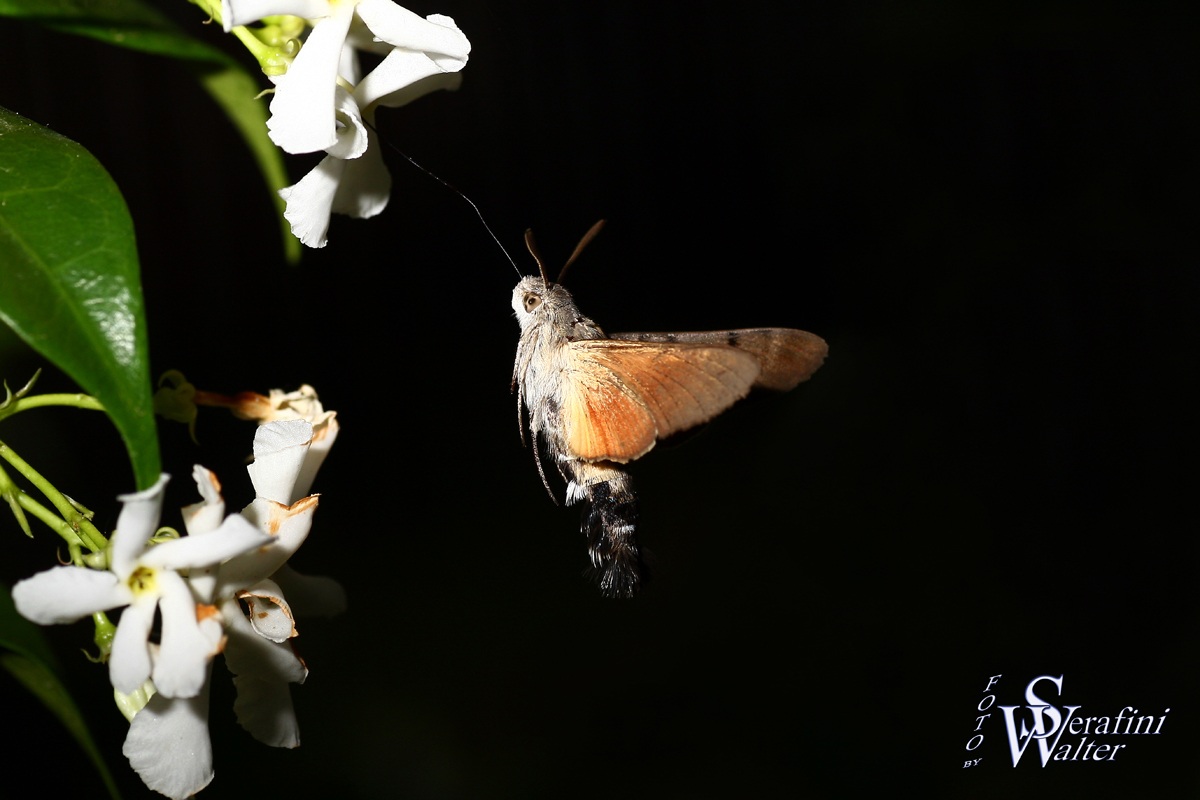 Macroglossa stellatarum