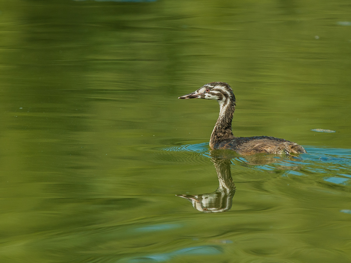 Svasso maggiore giovane