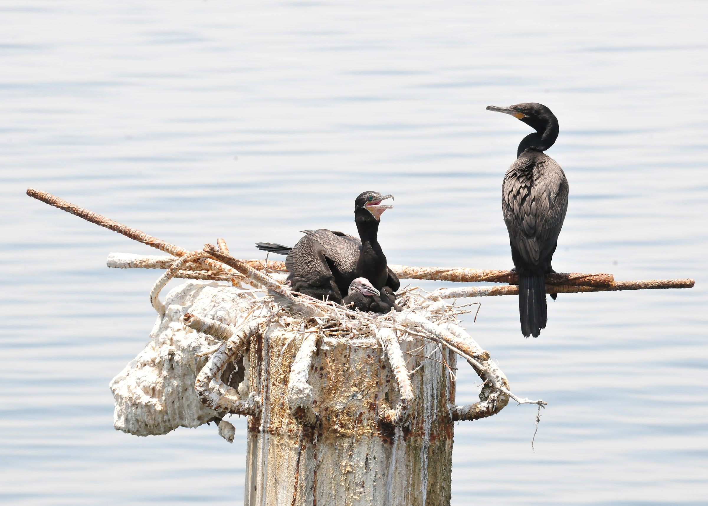 famiglia di cormorani neotropici   peru'