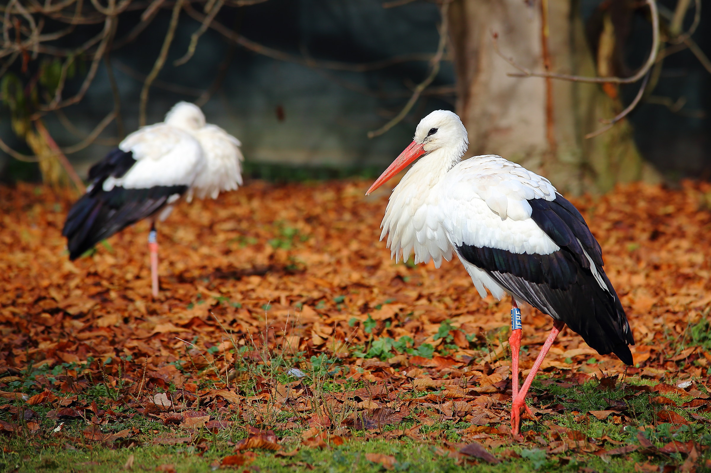 storks