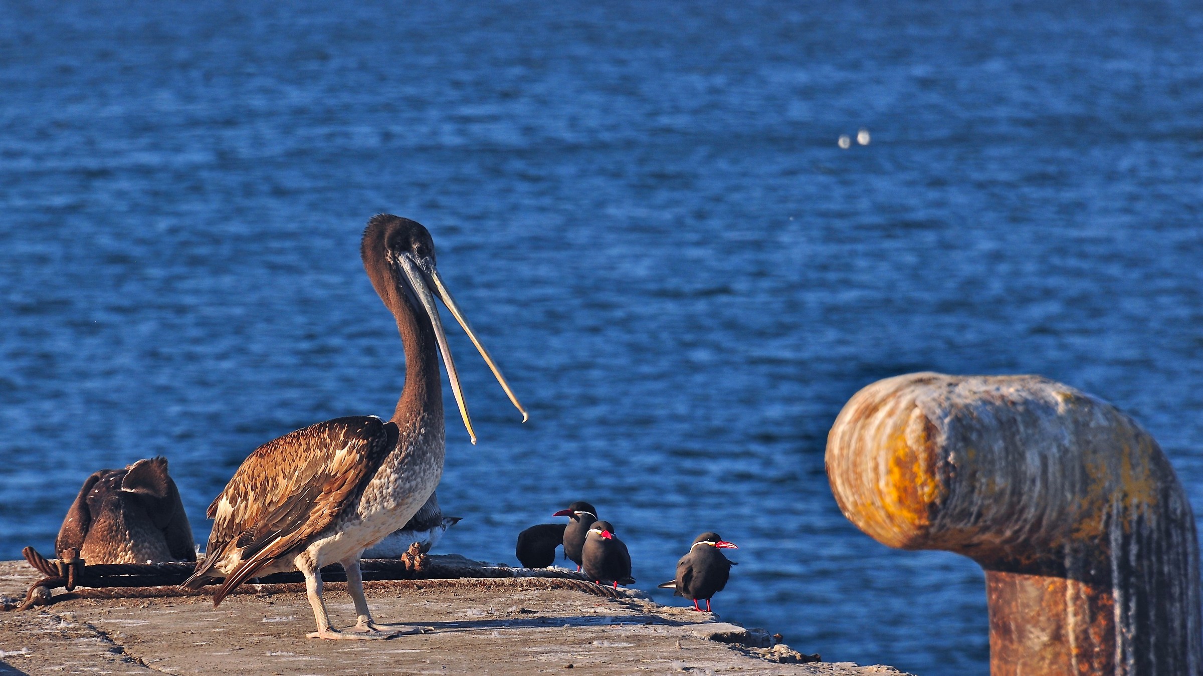 pellicano bruno americano  cile