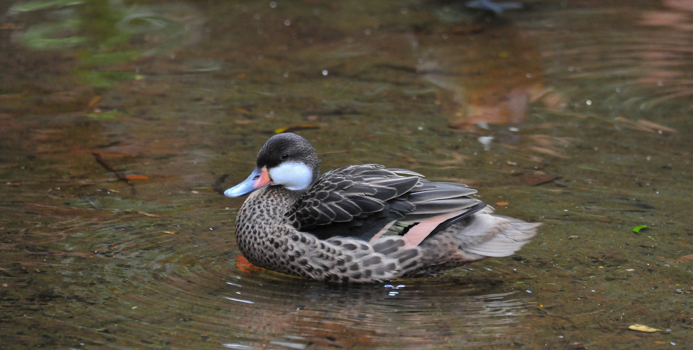 anatra  guancebianche  brasile  cascate  iguazu'