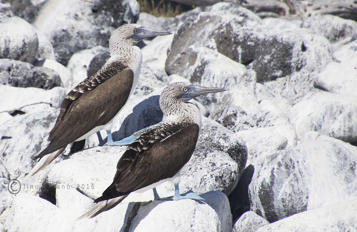 Blue-footed booby 1 (blue-footed booby) - Mexico