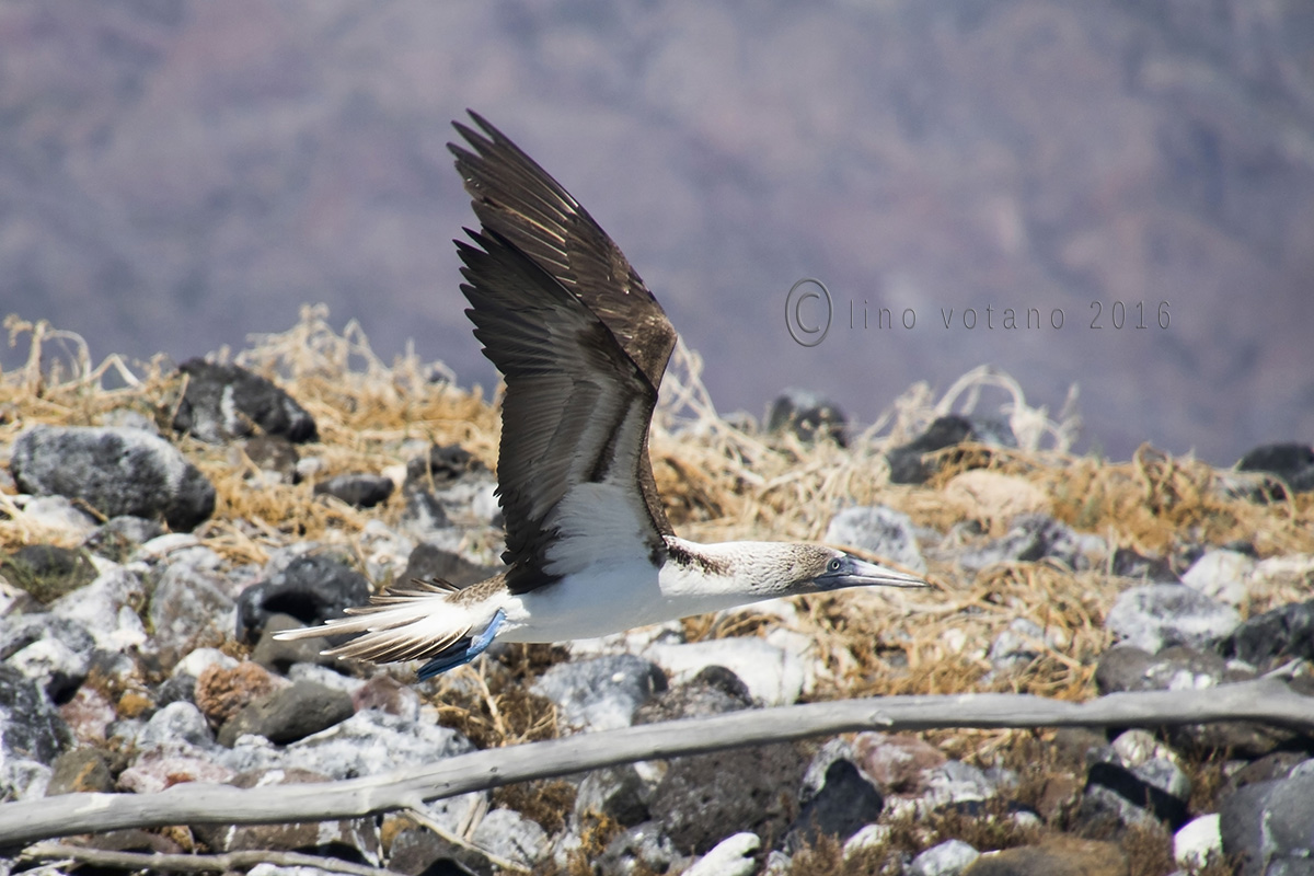 2 blue-footed booby (Sula nebouxi) - Mexico