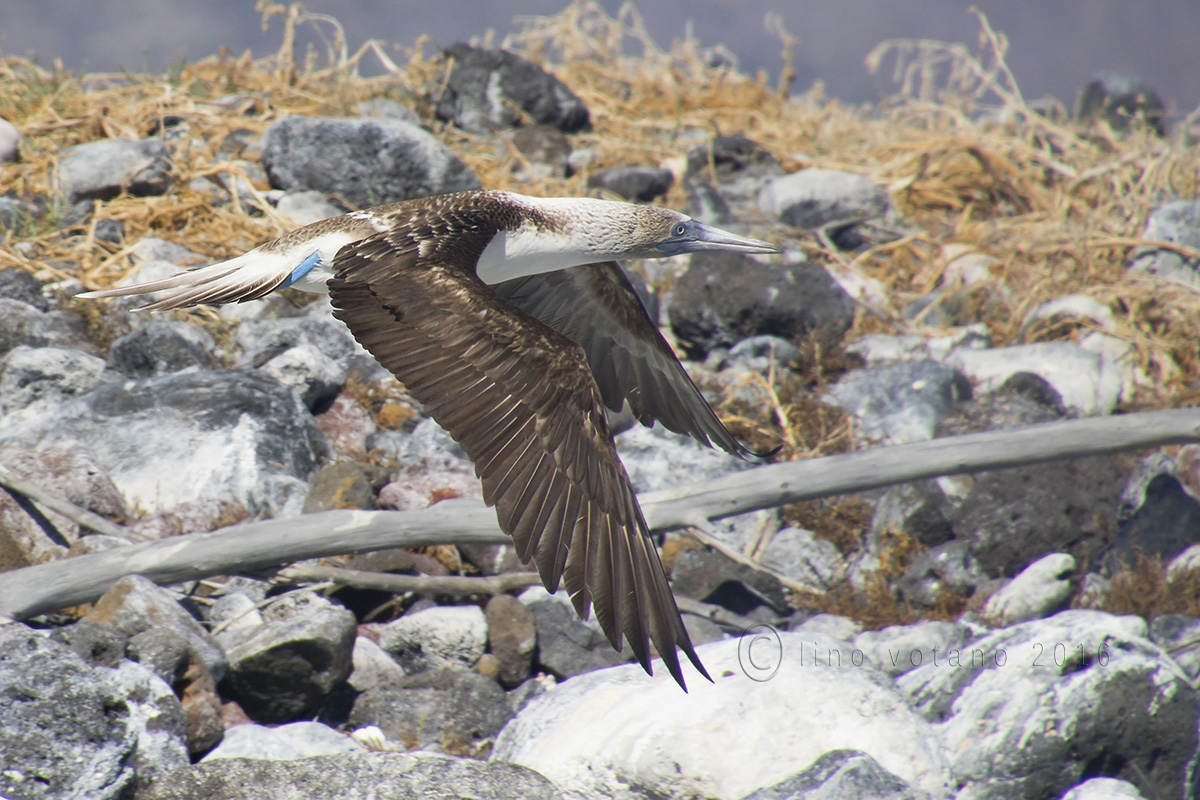 Sula blue zamope 3 (blue-footed booby) - Mexico