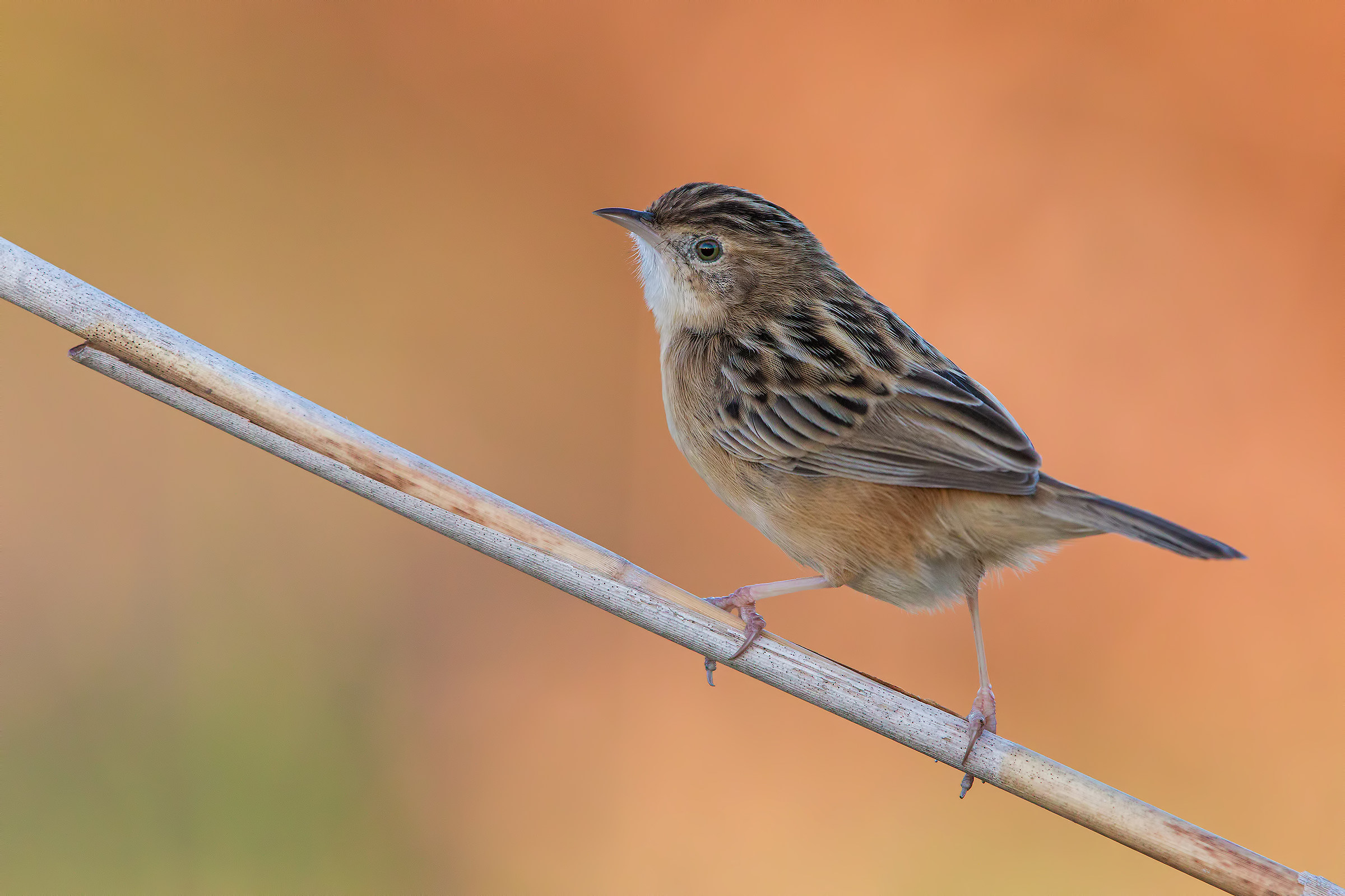 Beccamoschino all' ultima luce