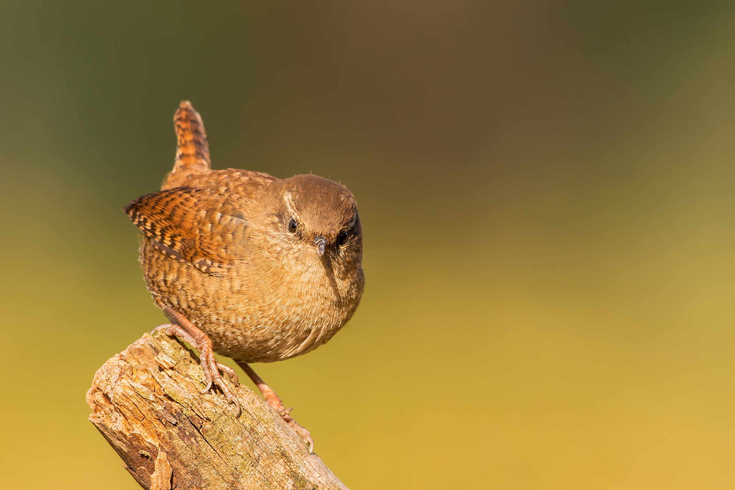 wren
