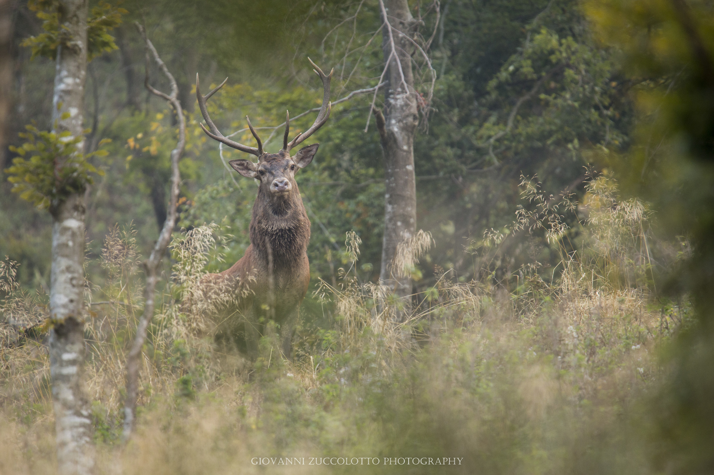 deer | rutting season 2016