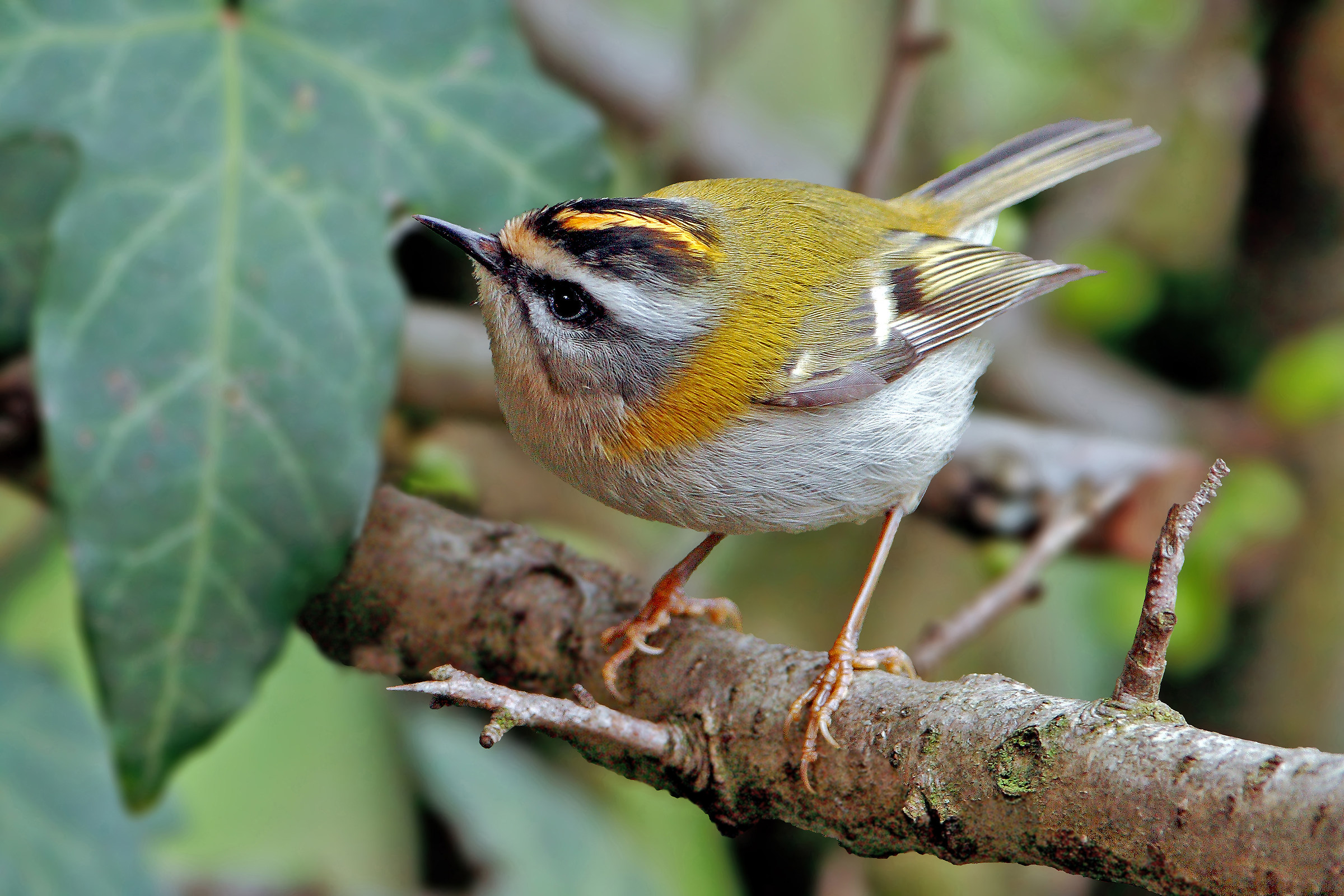 Portrait of Firecrest