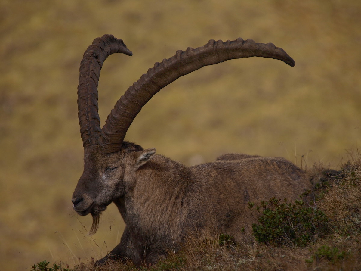 The grand old man waiting for the winter