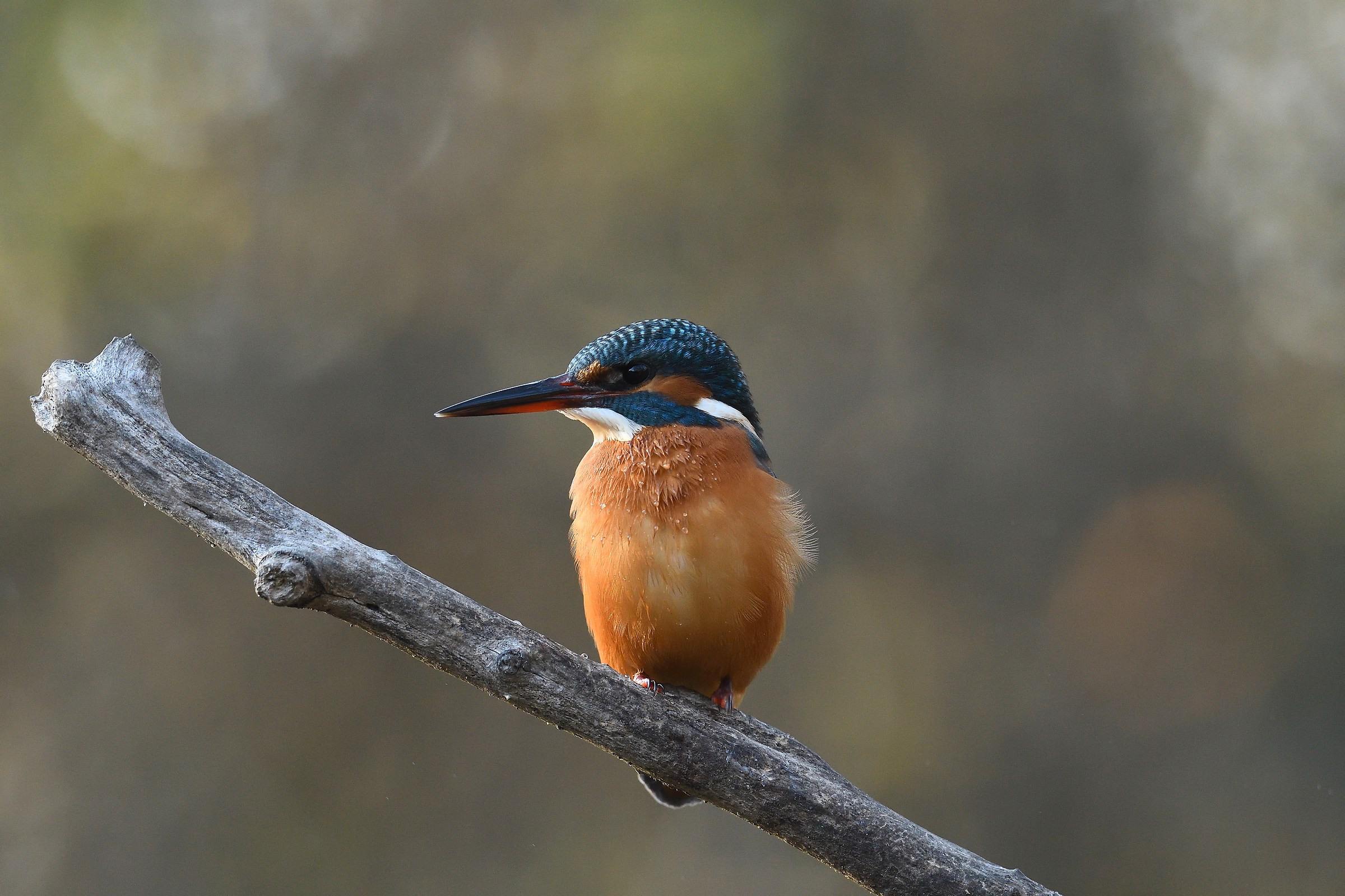Kingfisher 2