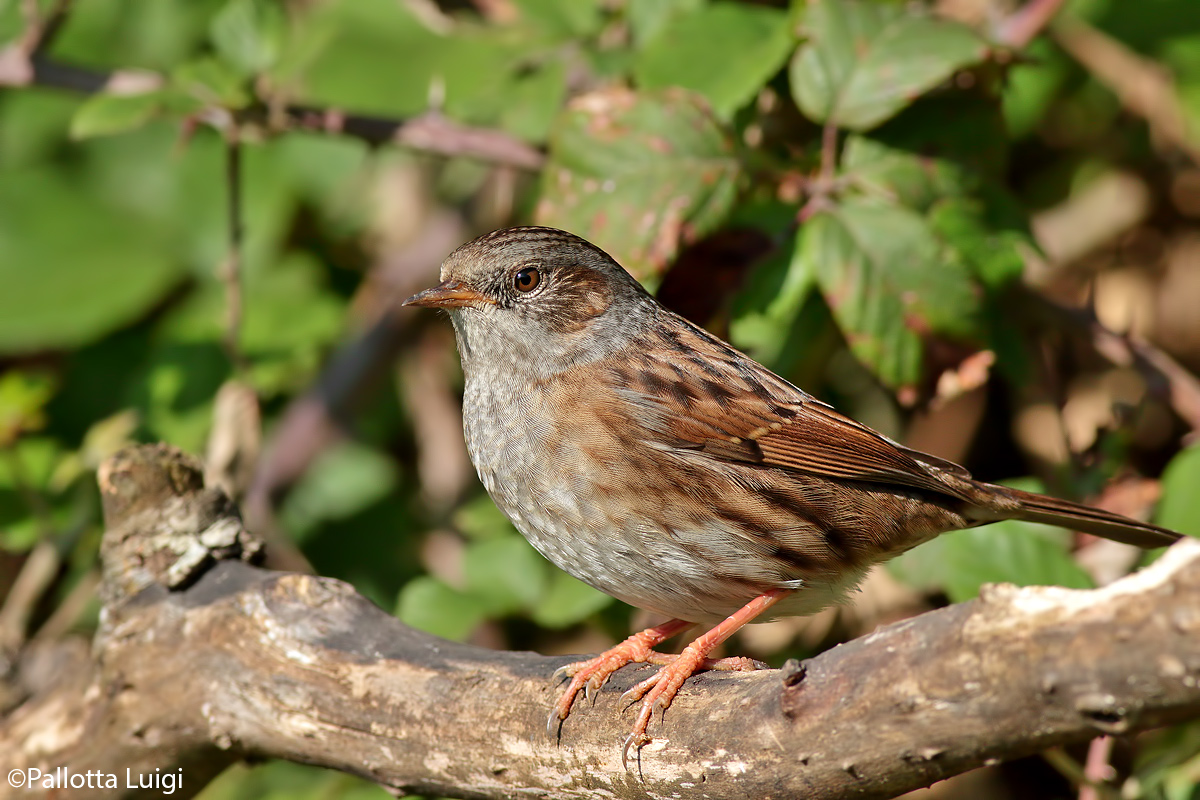 Dunnock (Prunella modularis)