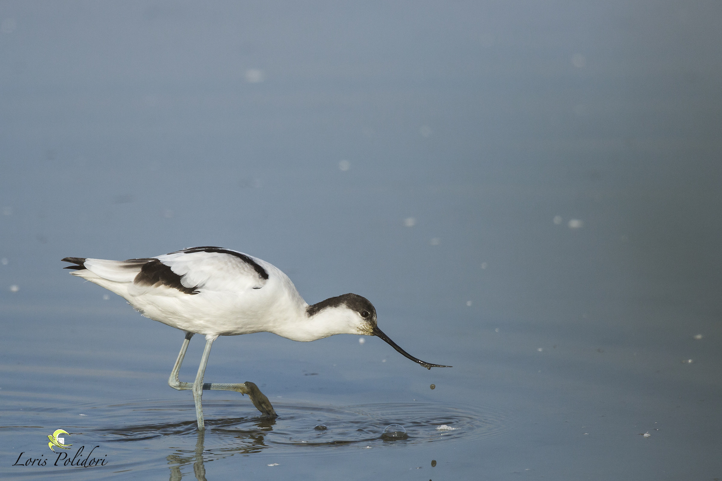 un'avocetta