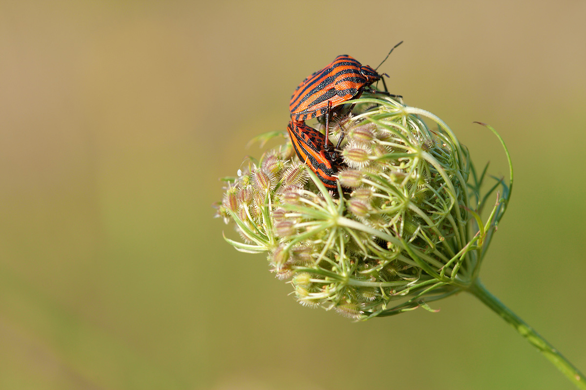 Graphosoma lineatum