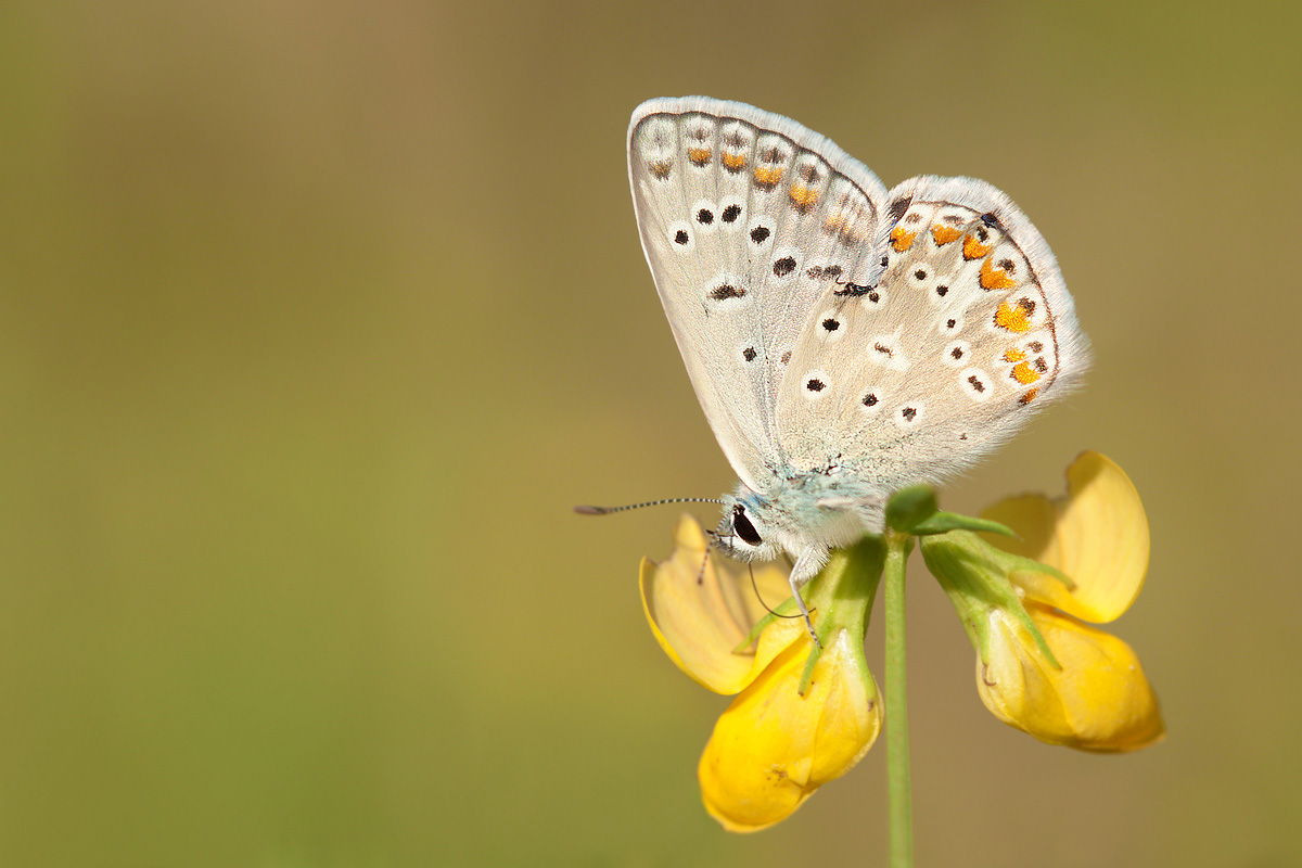 Polyommatus icarus