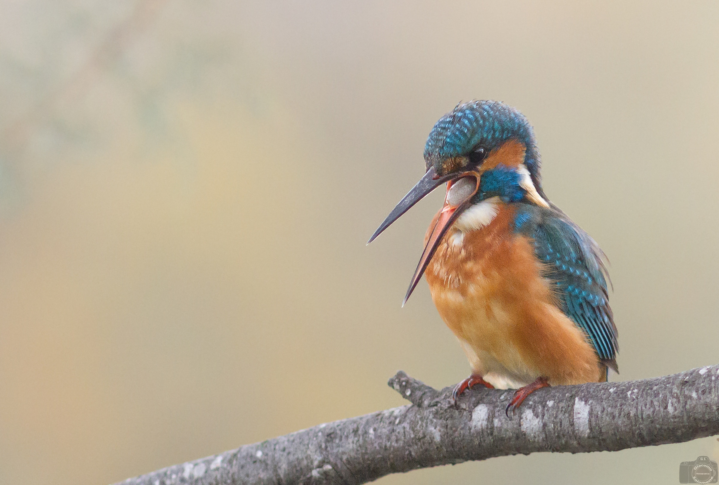 Kingfisher and regurgitation of the wad.