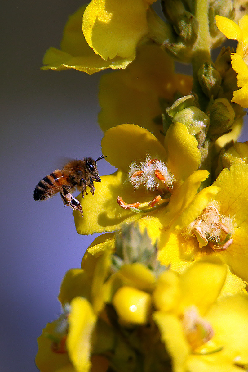 last flights last flowers