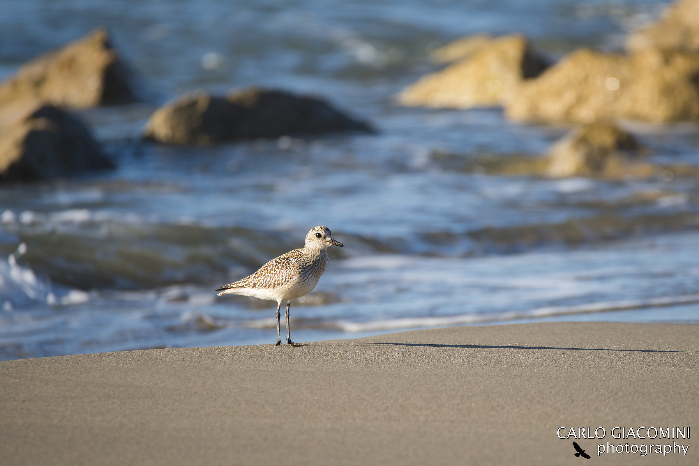 Grey Plover