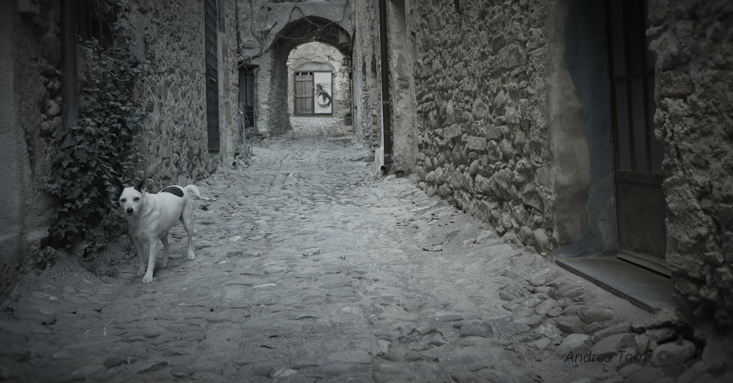 Cane solitario (Bussana Vecchia - Imperia)