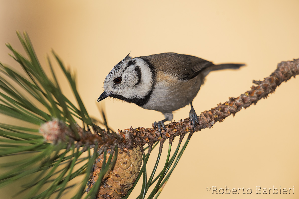 Crested Tit