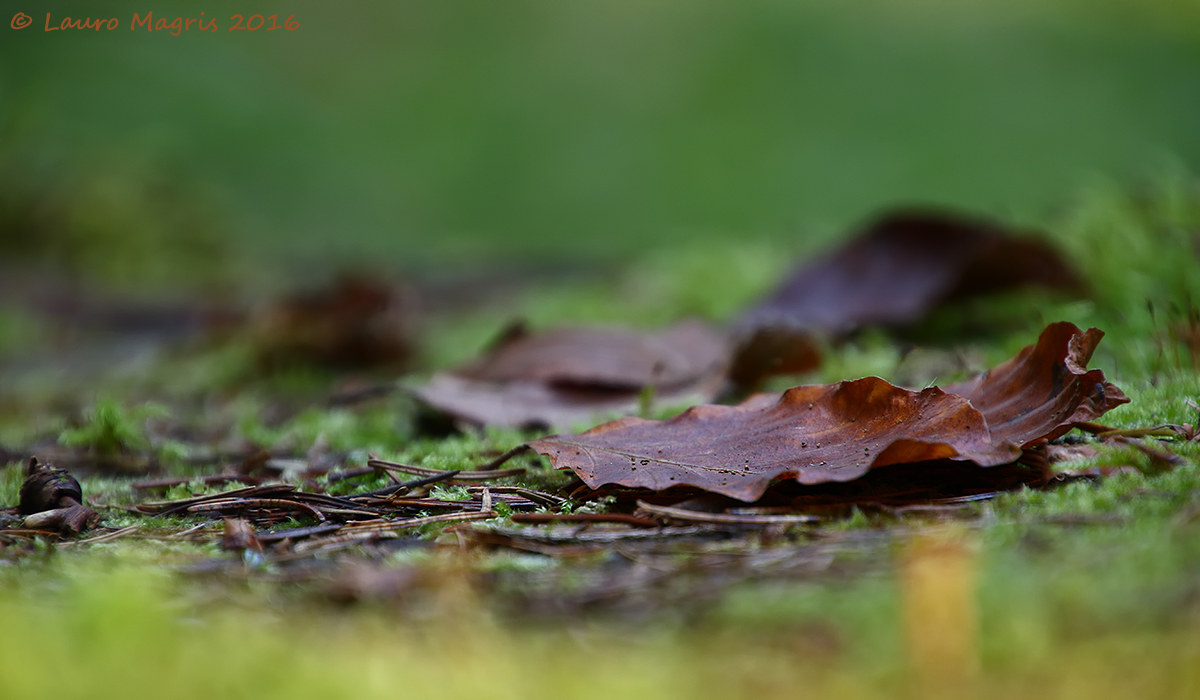 Lulled by the soft moss
