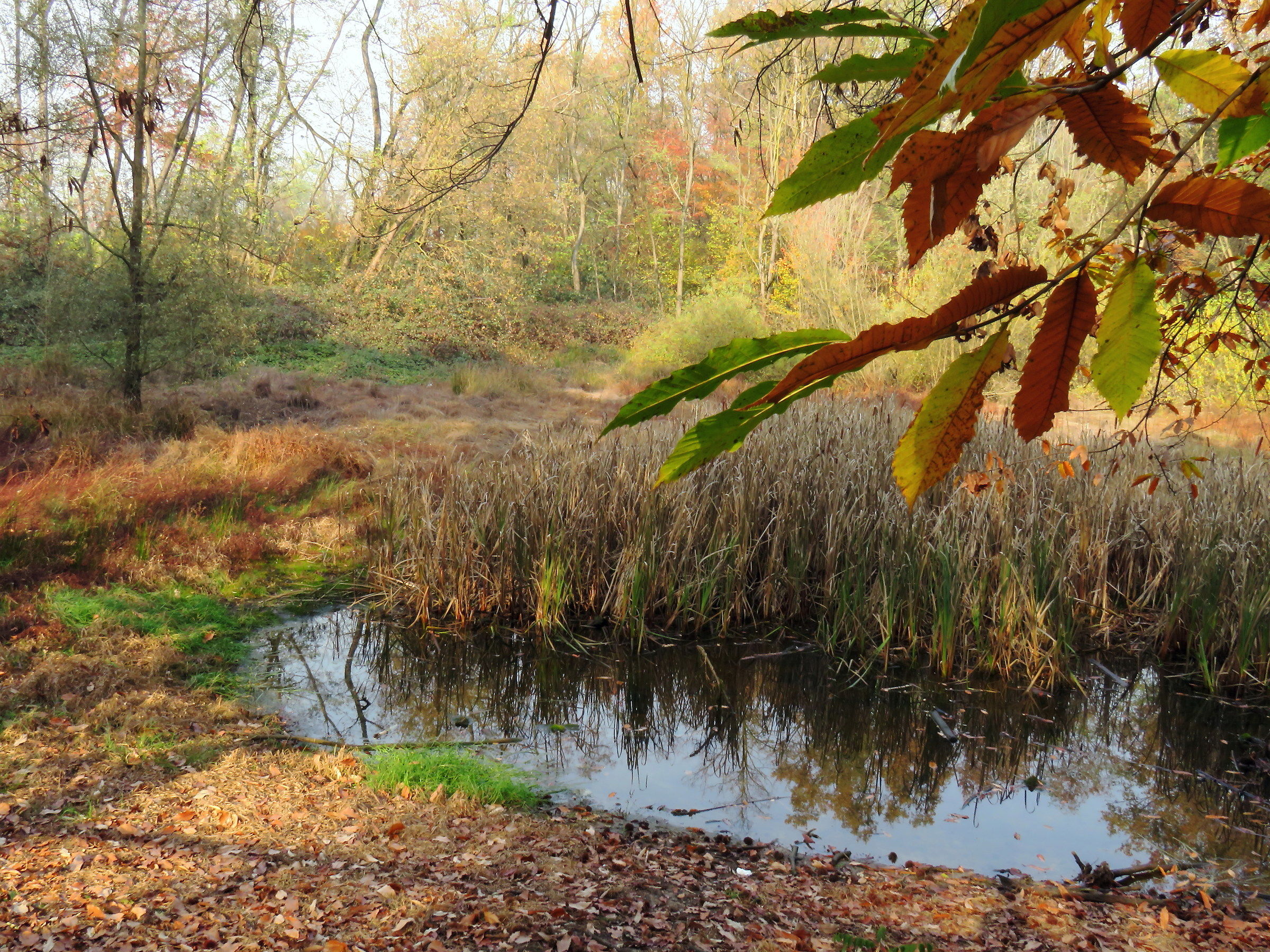 Foppa San Dalmazio con i colori dell'Autunno