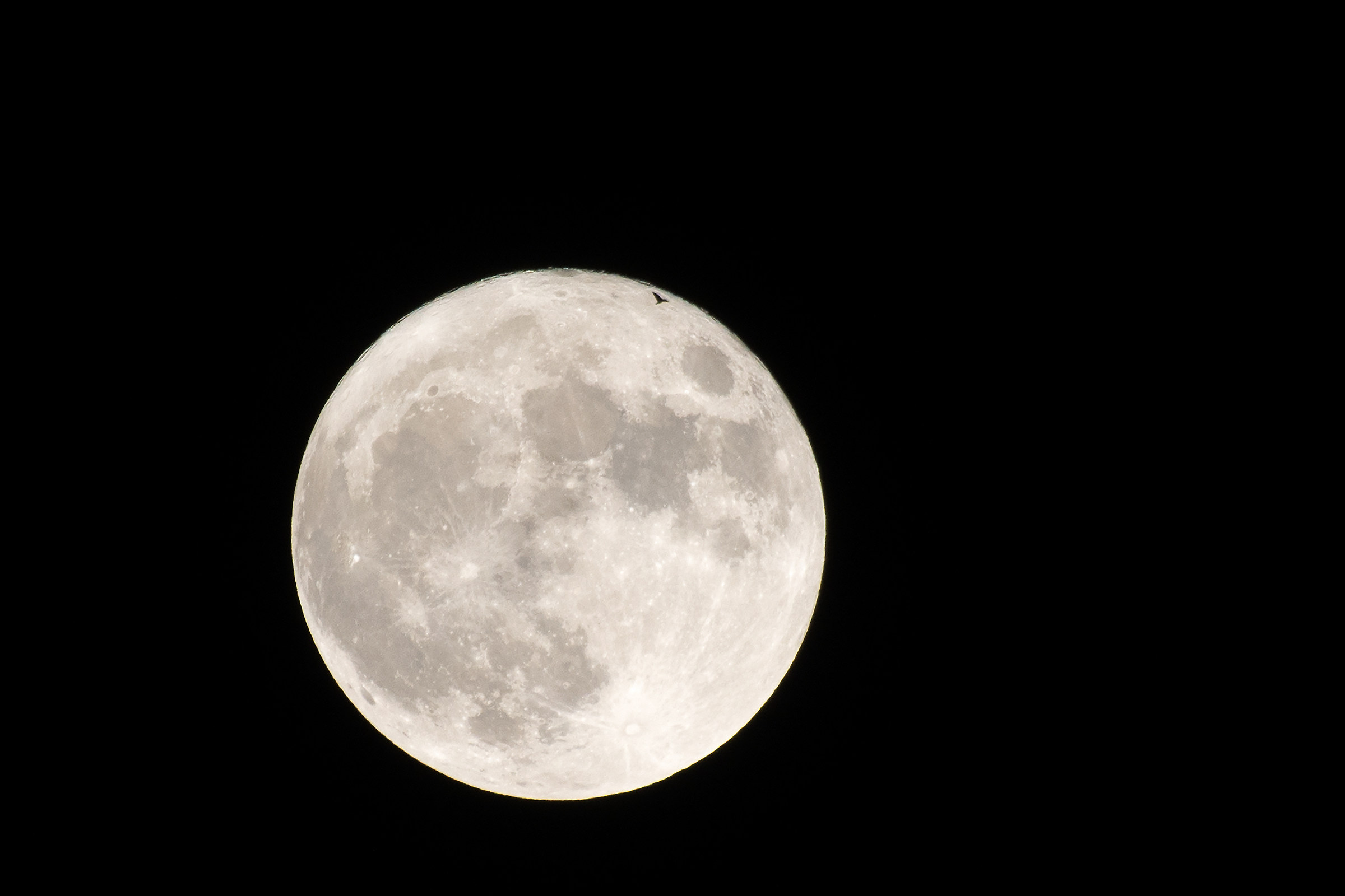 Superluna with bird 14/11/16
