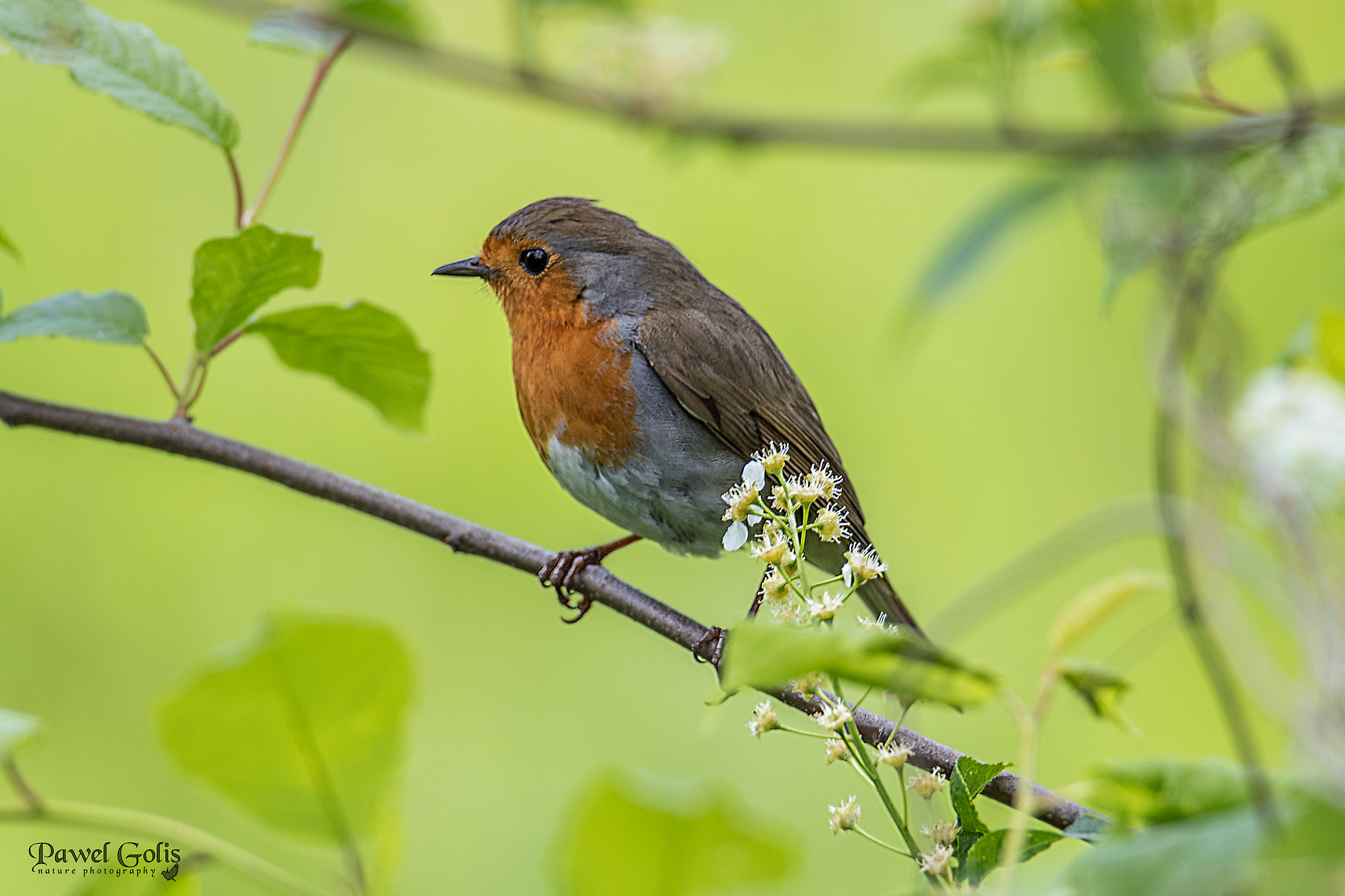 Robin (Erithacus rubecula)