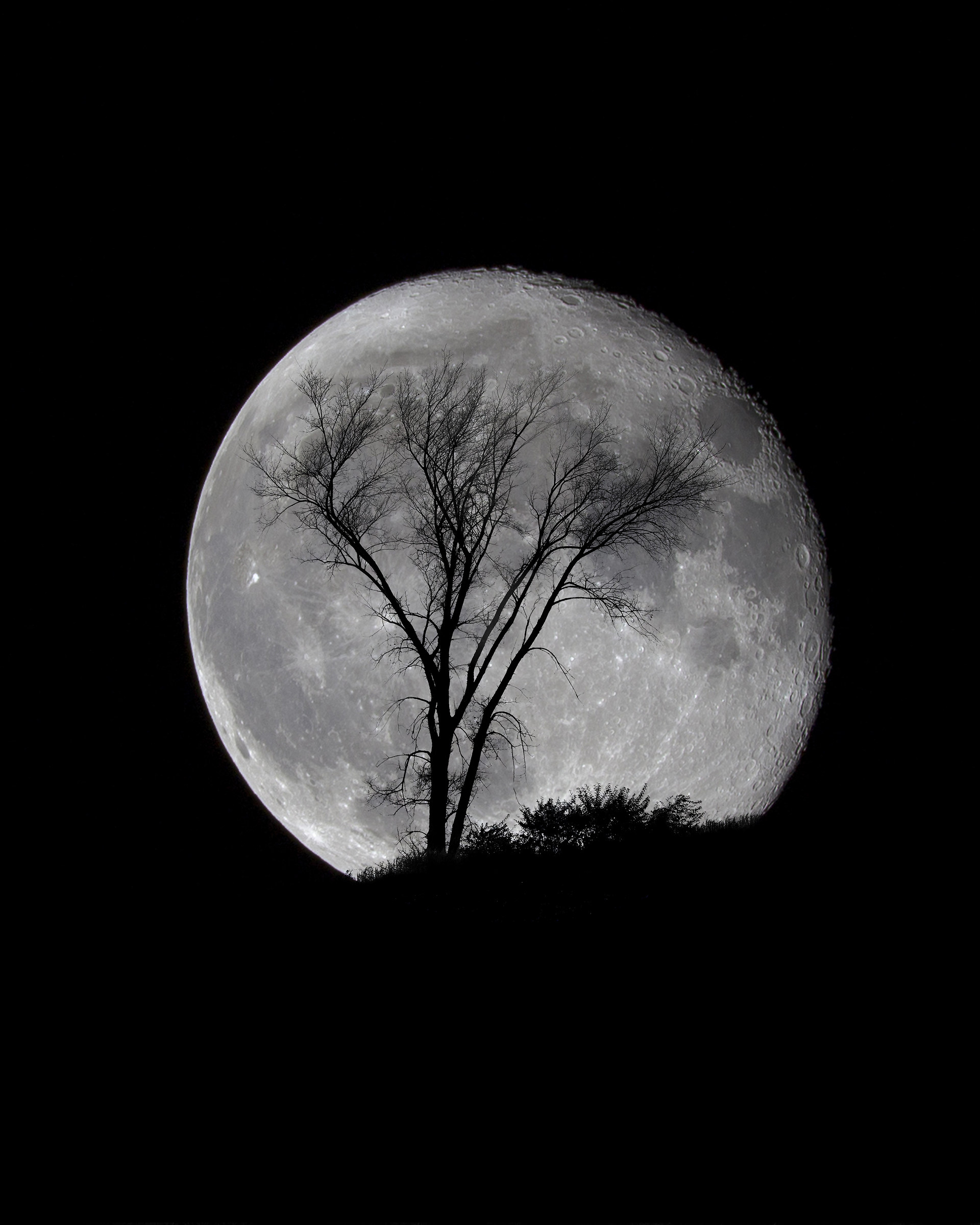 Supermoon and tree
