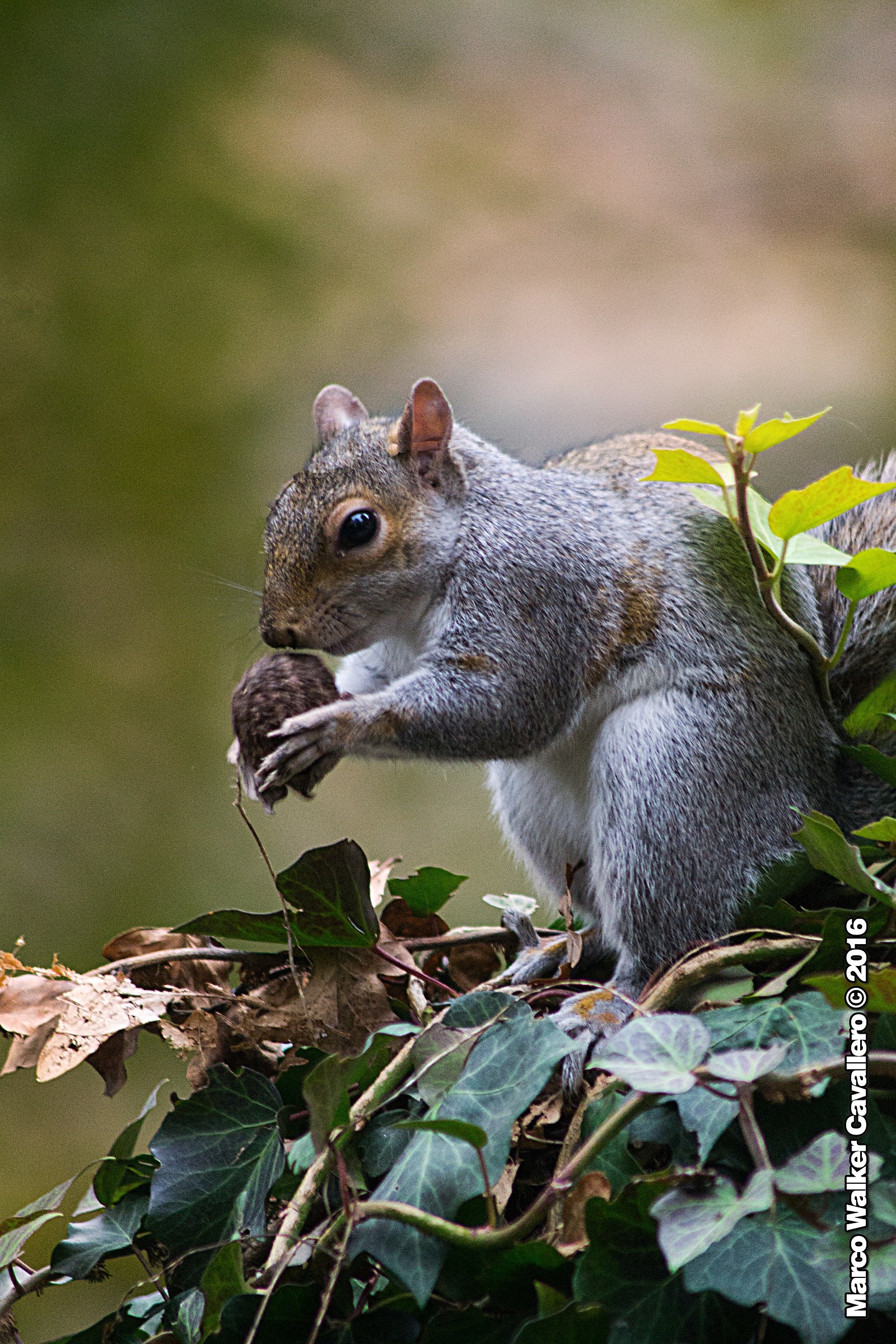 Grey squirrel