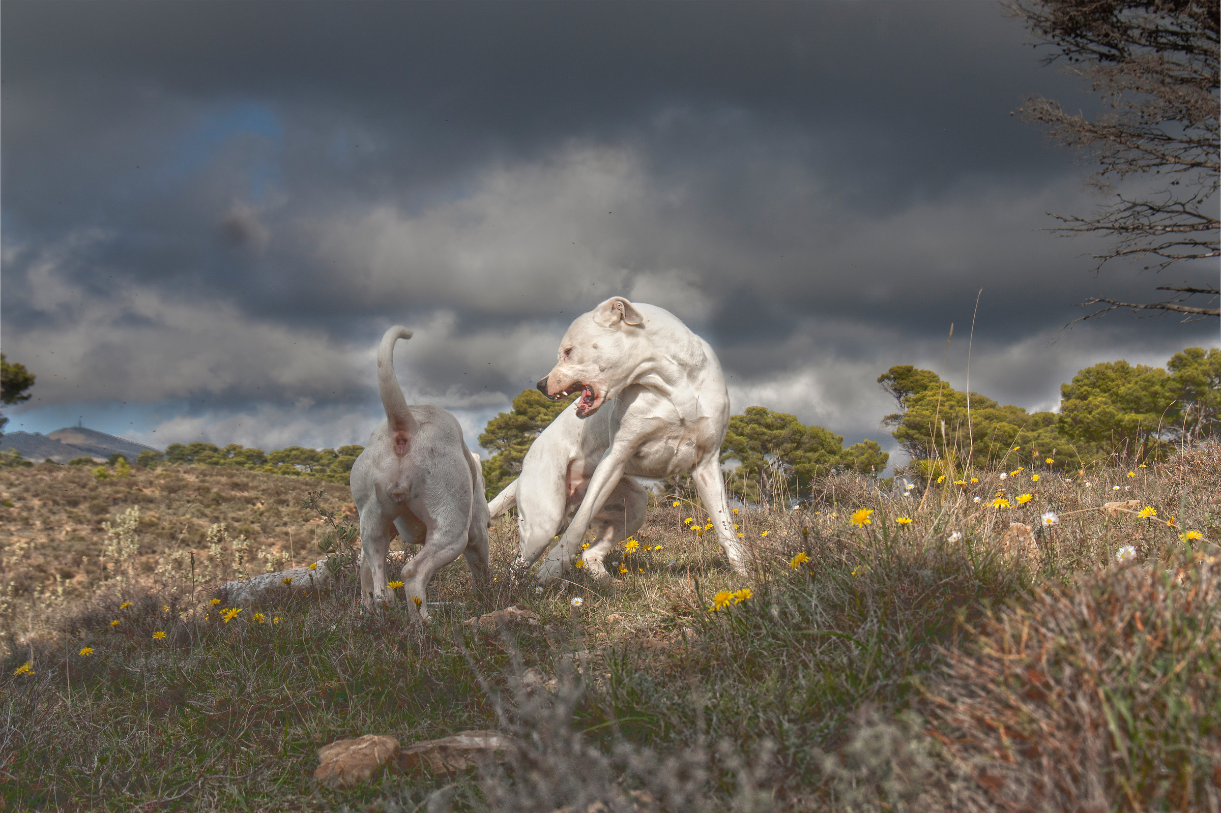 I present my puppies