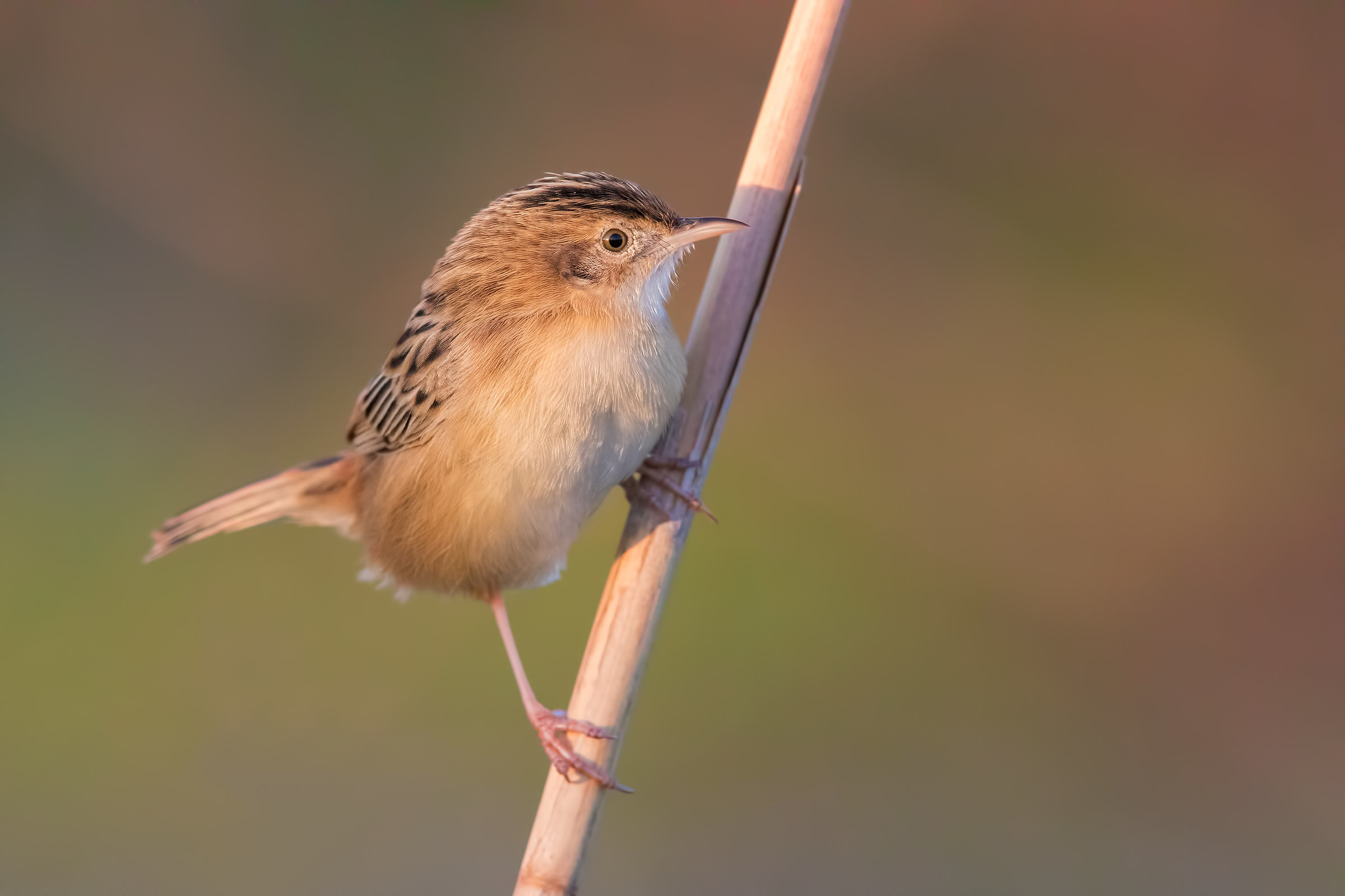 Sunset at 8000 iso (beccamoschino)