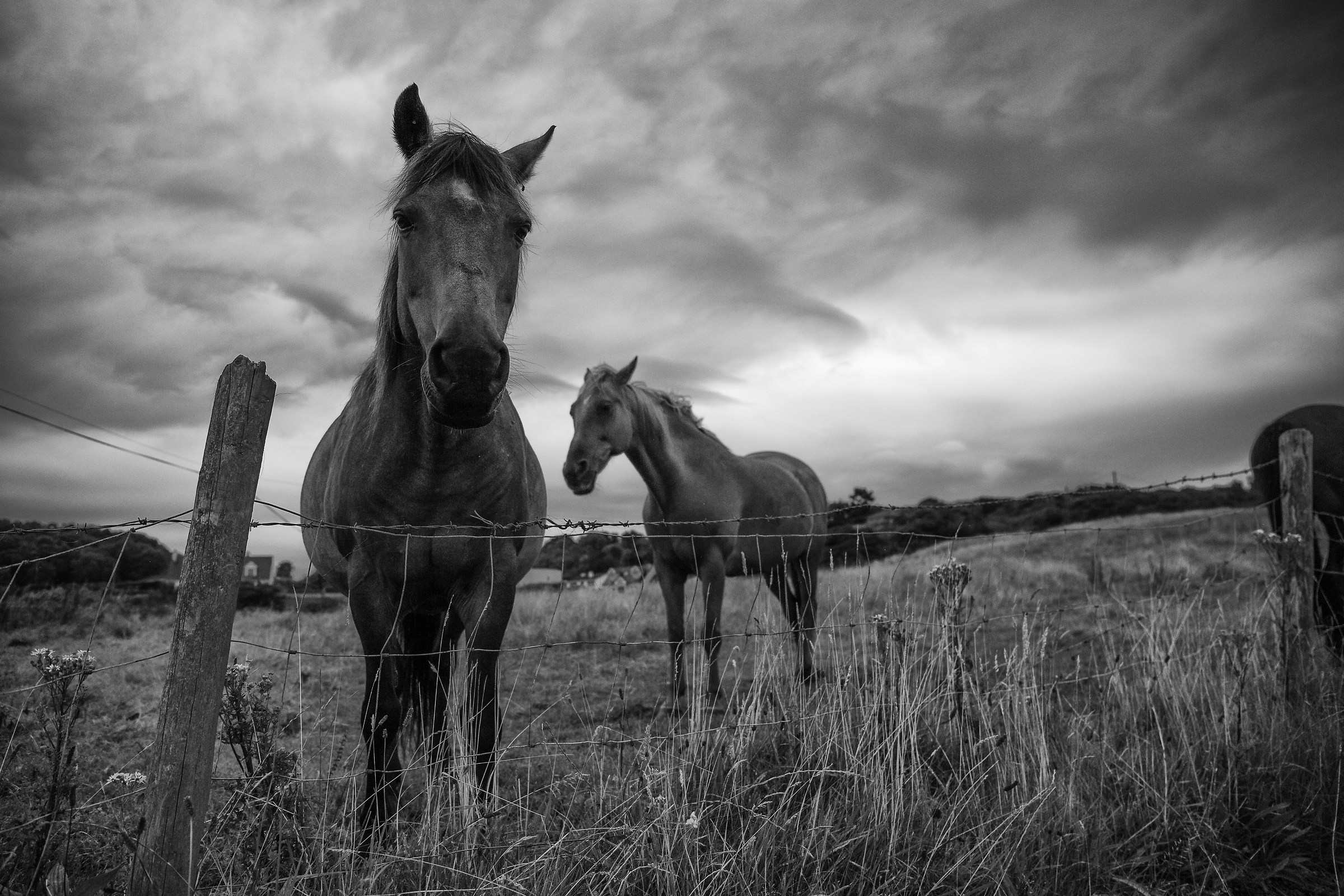 Horses Fanad