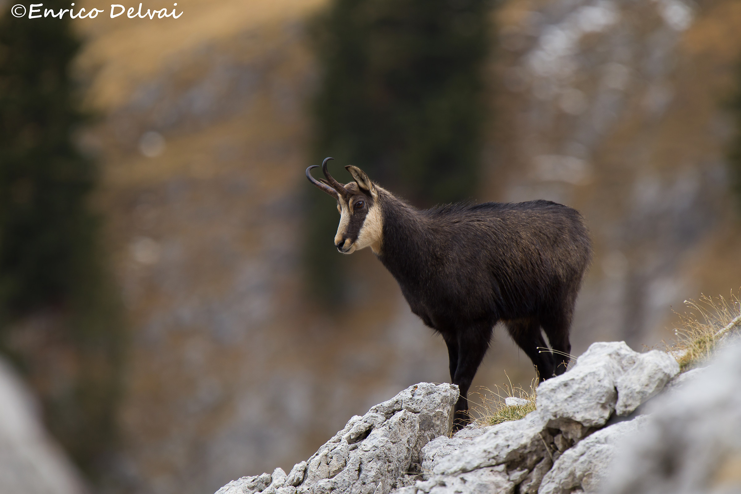 Sfuocando lo sfondo...Giovane camoscio...