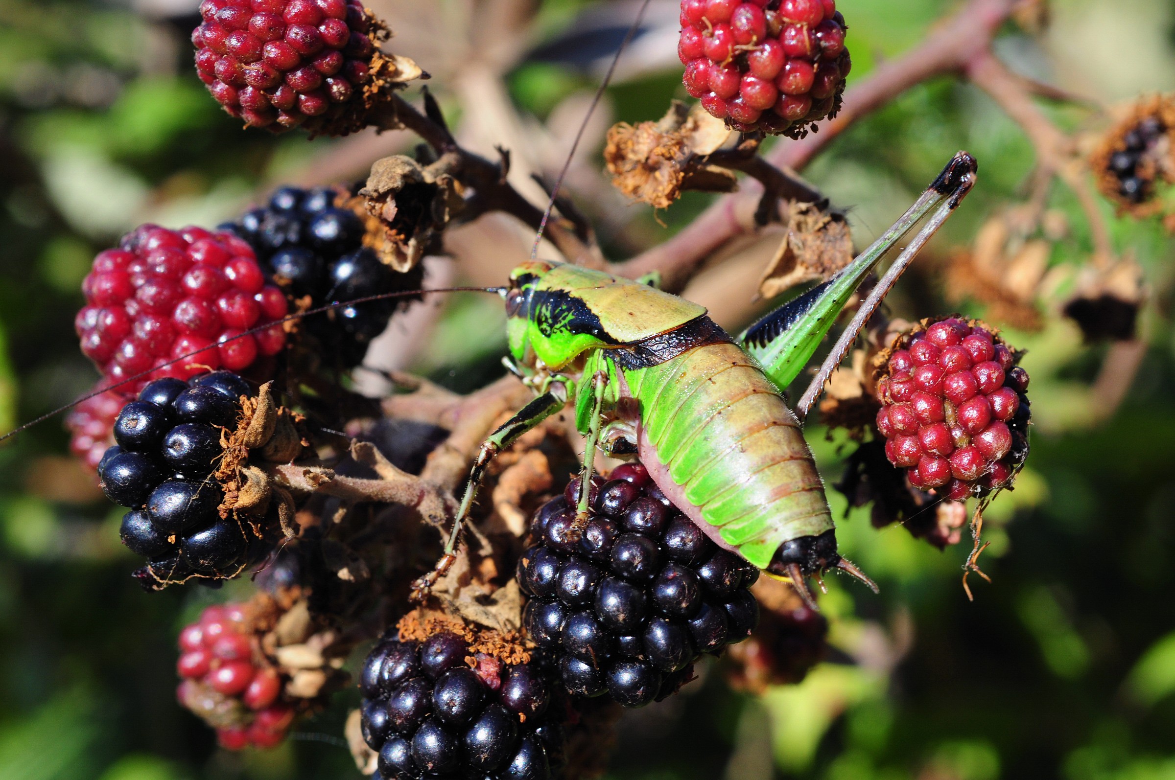 Perdere la testa per delle....more