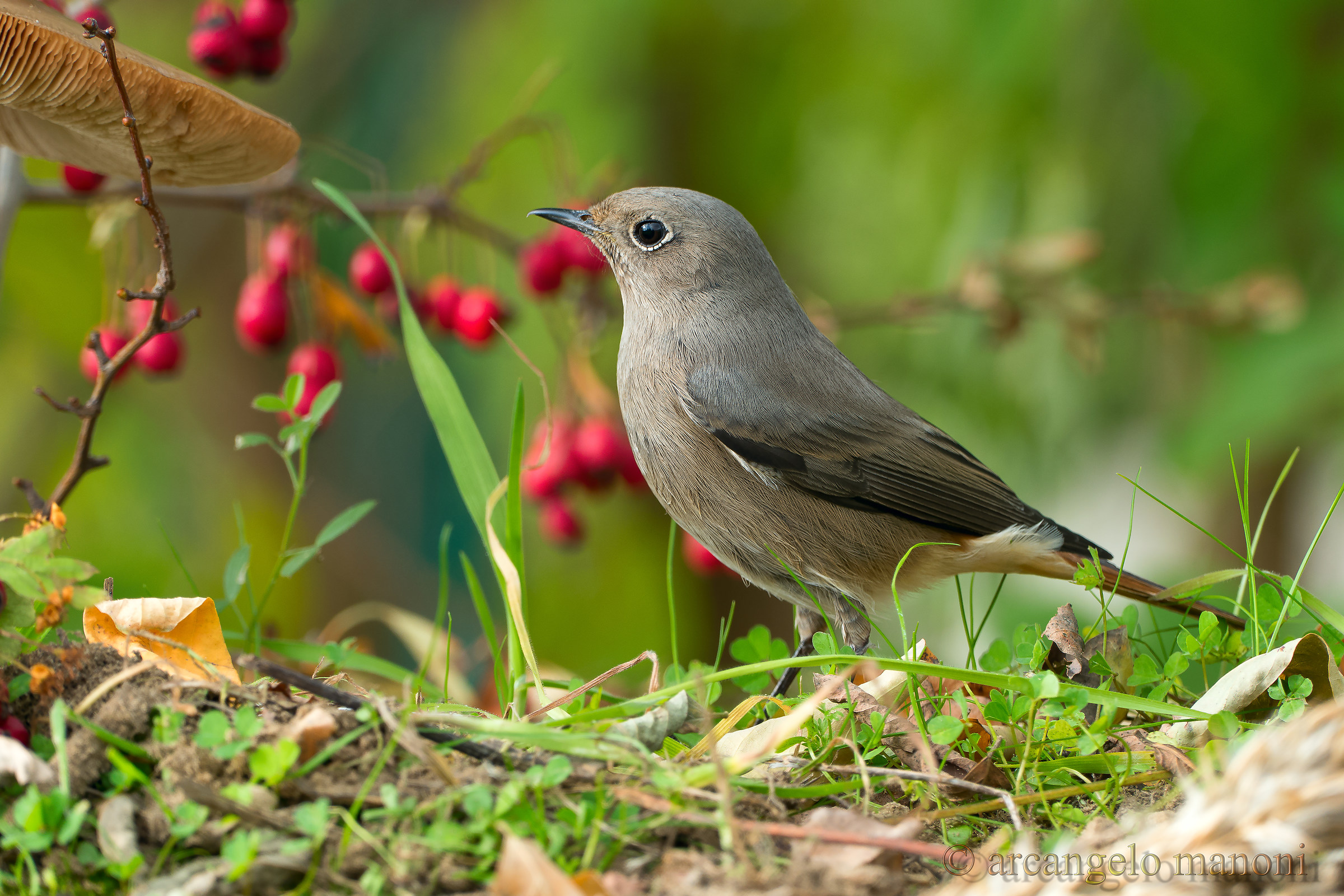 Redstart with Panasonic fz1000